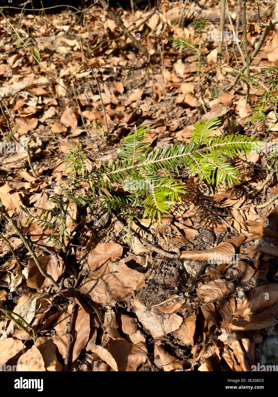 Close up of a small evergreen seedling growing through fallen leaves on the forest floor in Ojcowski National Park, Poland. Nature growth scene. - Smartphone Captured Stock Image