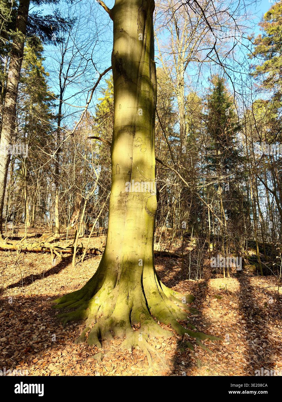 Massive beech tree trunk with mossy roots in Ojcowski National Park, Poland. Sunlit forest landscape near Krakow. Natural woodland scene. - Smartphone Captured Stock Image