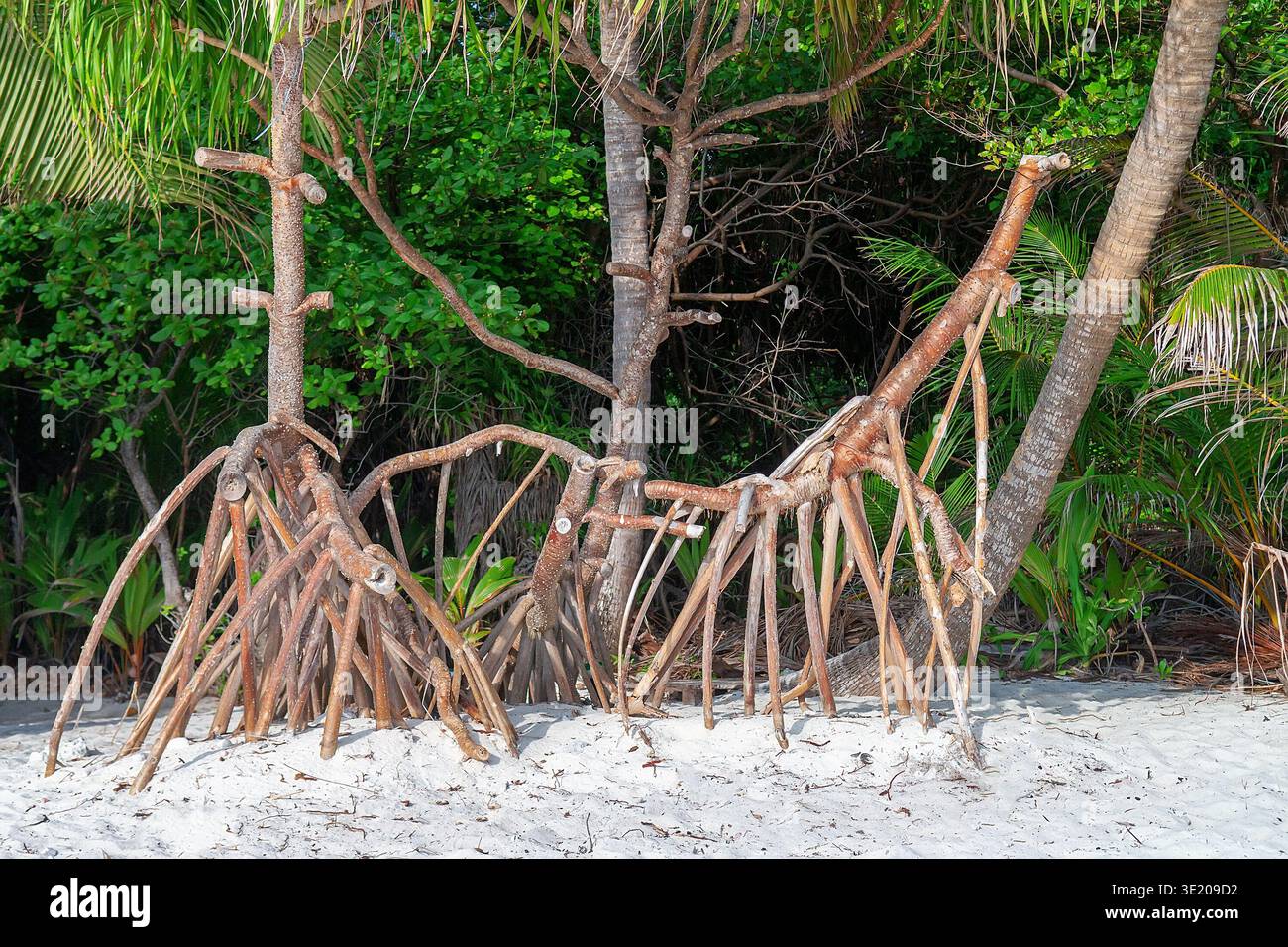 Close-up of mangrove trees with intricate exposed prop roots emerging ...