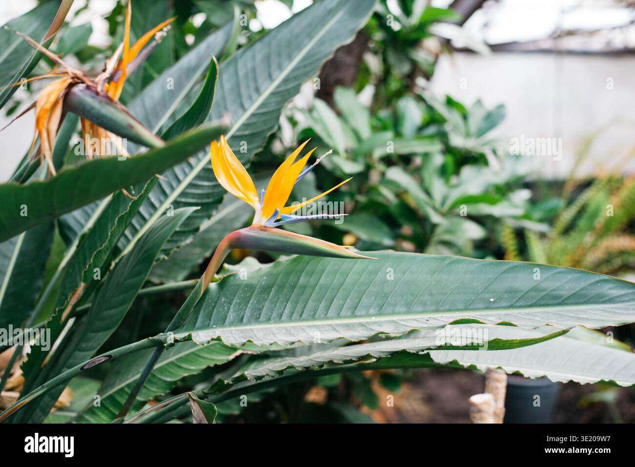 Exotic plants in winter garden hi-res stock photography and images - Alamy
