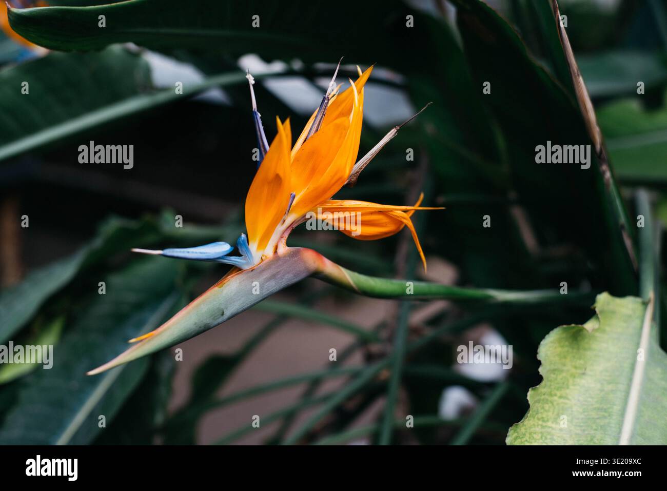 Exotic plants in winter garden hi-res stock photography and images - Alamy
