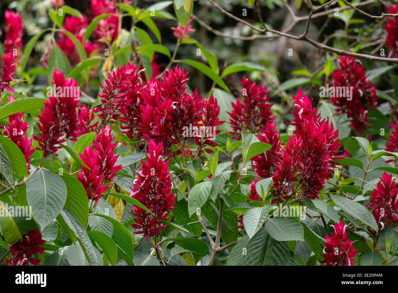 Brazilian Red Cloak, Megaskepasma erythrochlamys,  Acanthaceae, San Jose, Costa Rica Stock Photo