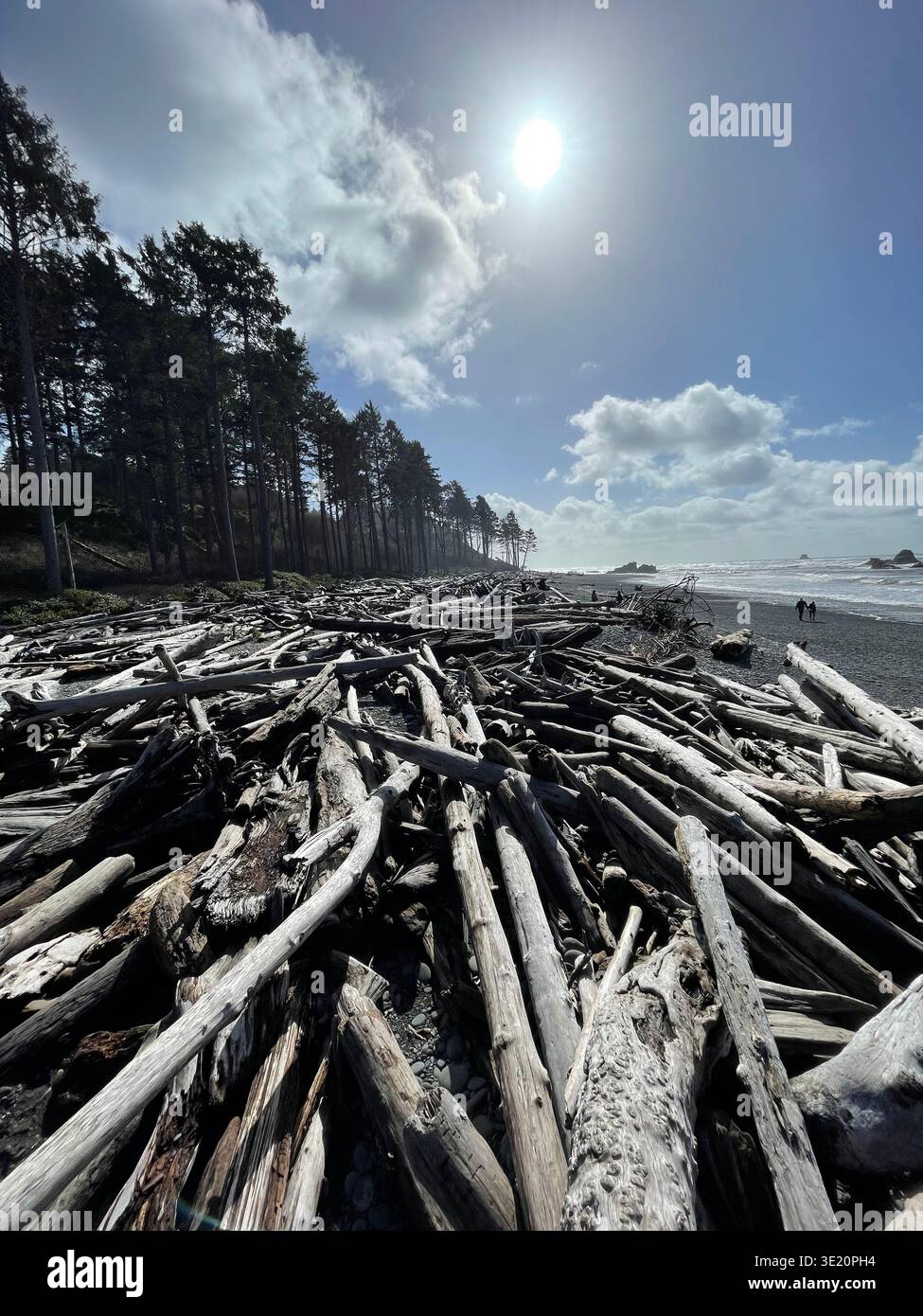 Huge logs wash up as driftwood on Ruby Beach on the Pacific coast in Olympic National Park, Washington, USA Stock Photo