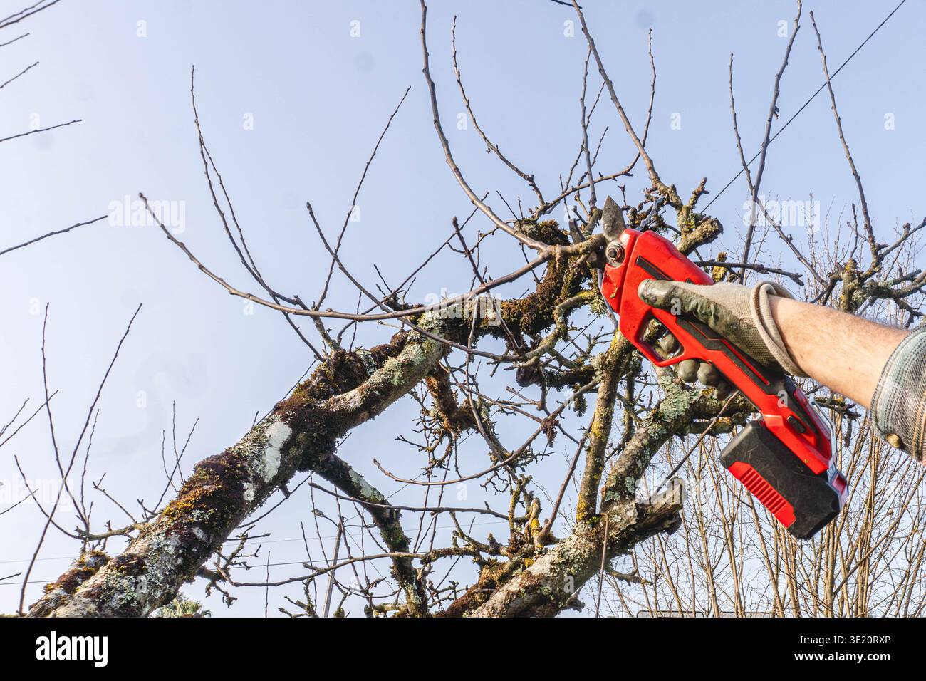 Pruning trees in garden Stock Photo