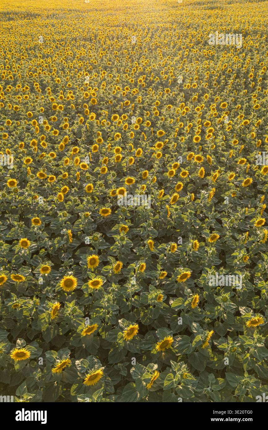Drone view large yellow field hi-res stock photography and images - Alamy