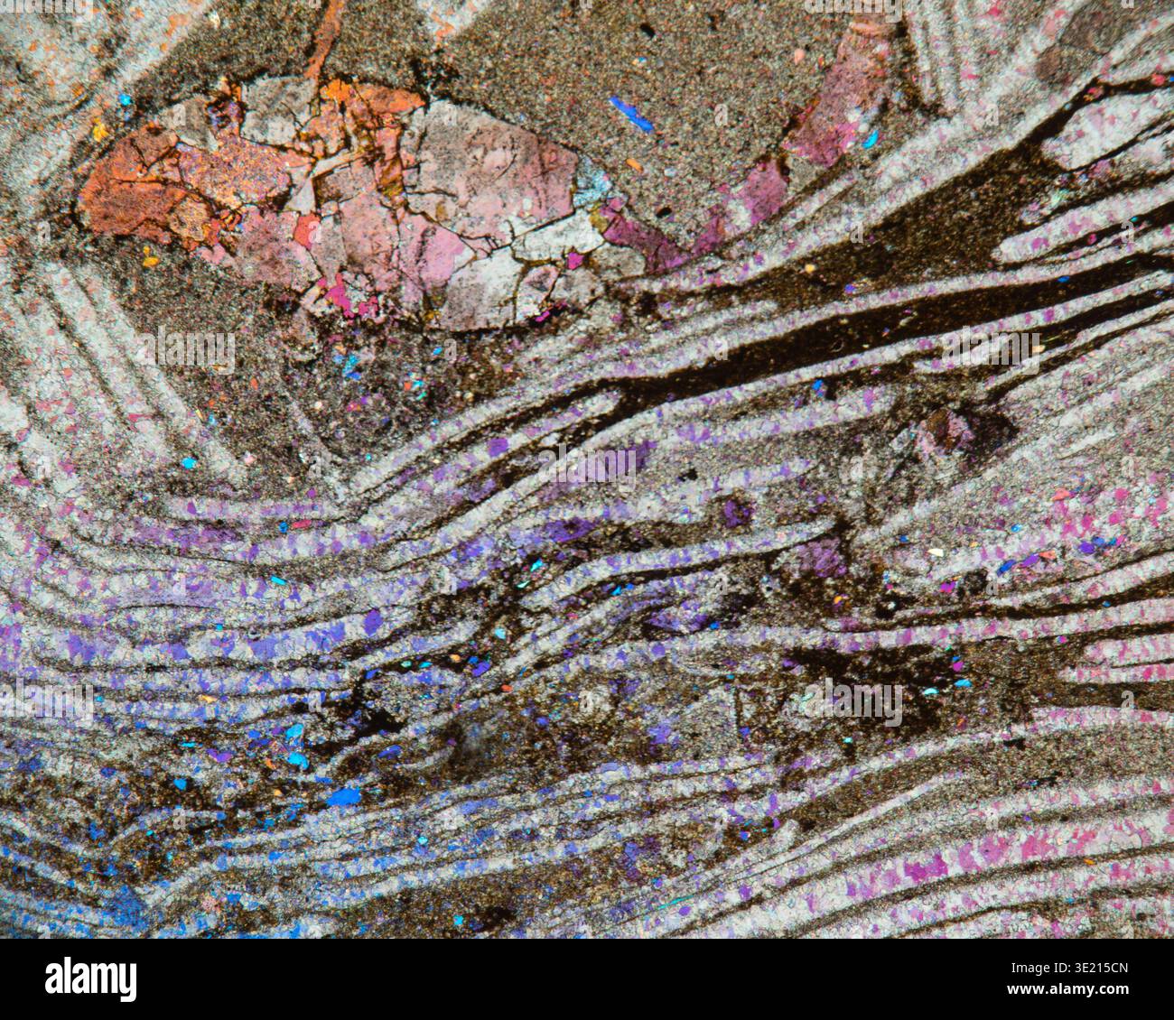 Polarised light micrograph of Middle Triassic Muschelkalk limestone from a landfill near Ostelsheim, Black Forest, Germany. Layers of mussel shells can be seen. These rocks were formed around 235 million years ago from the deposits of a shallow sea. The limestone contains fossil remnants of molluscs, mussels, brachiopods and snails. Magnification: x30 when printed at 12 centimetres wide. Stock Photo