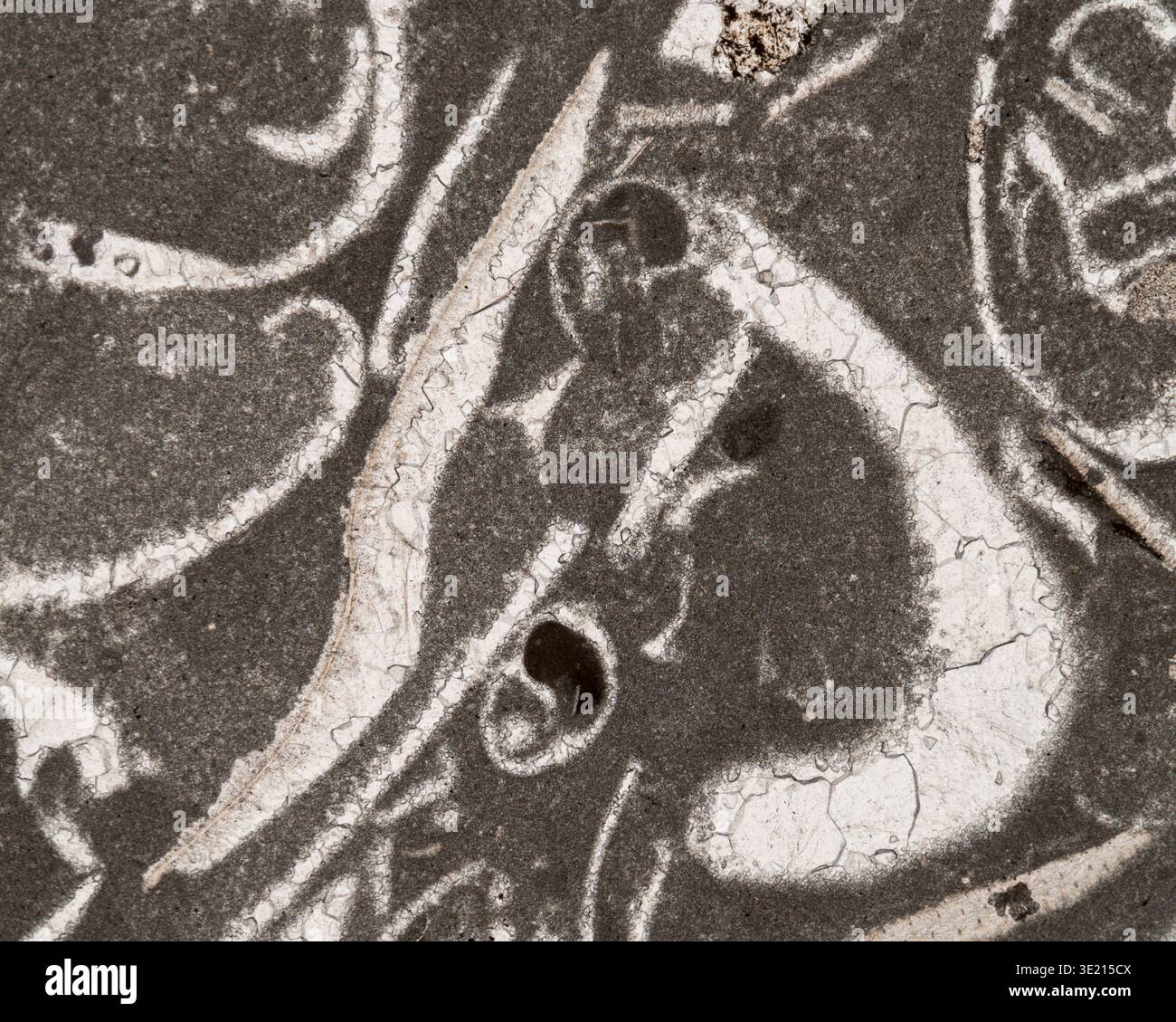 Light micrograph of crinoidal limestone from the Upper Muschelkalk formation, Hornle, Mottlingen, Germany. This rock was formed about 235 million years ago. It is named for the crinoid fossil remains found in it. Other fossils found in this rock include molluscs, mussels, brachiopods and snails. Magnification: x60 when printed at 15 centimetres wide. Stock Photo