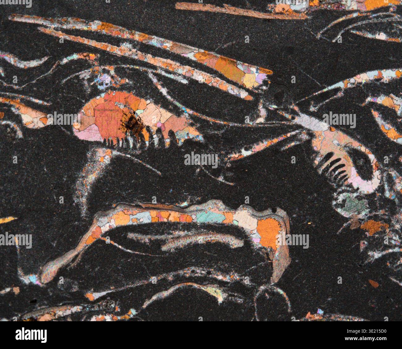 Polarised light micrograph of crinoidal limestone from the Upper Muschelkalk formation, Hornle, Mottlingen, Germany. This rock was formed about 235 million years ago. It is named for the crinoid fossil remains found in it. Other fossils found in this rock include molluscs, mussels, brachiopods and snails. Magnification: x30 when printed at 15 centimetres wide. Stock Photo