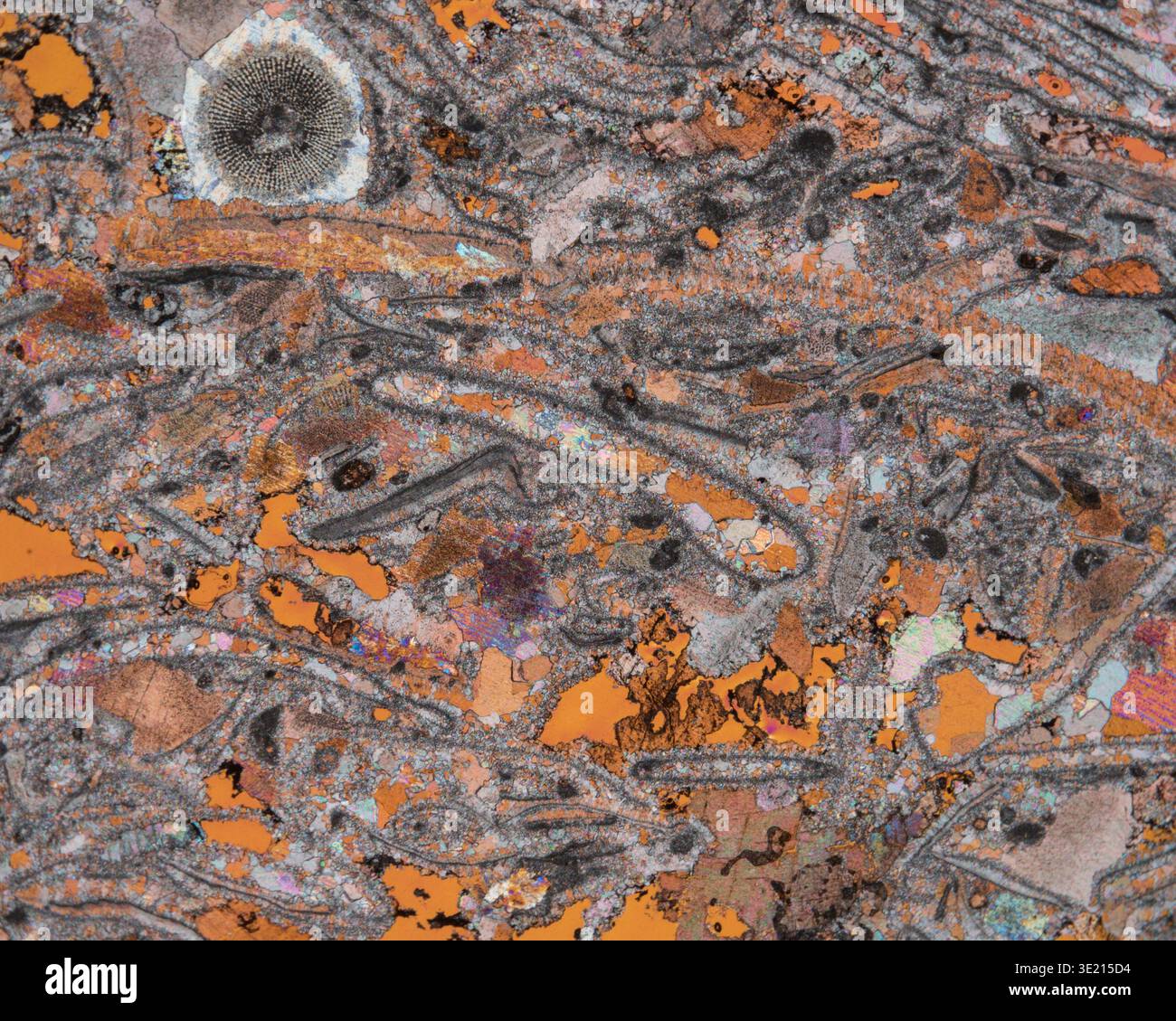 Polarised light micrograph of crinoidal limestone from the Upper Muschelkalk formation, Hornle, Mottlingen, Germany. This rock was formed about 235 million years ago. It is named for the crinoid fossil remains found in it. Other fossils found in this rock include molluscs, mussels, brachiopods and snails. Magnification: x30 when printed at 15 centimetres wide. Stock Photo