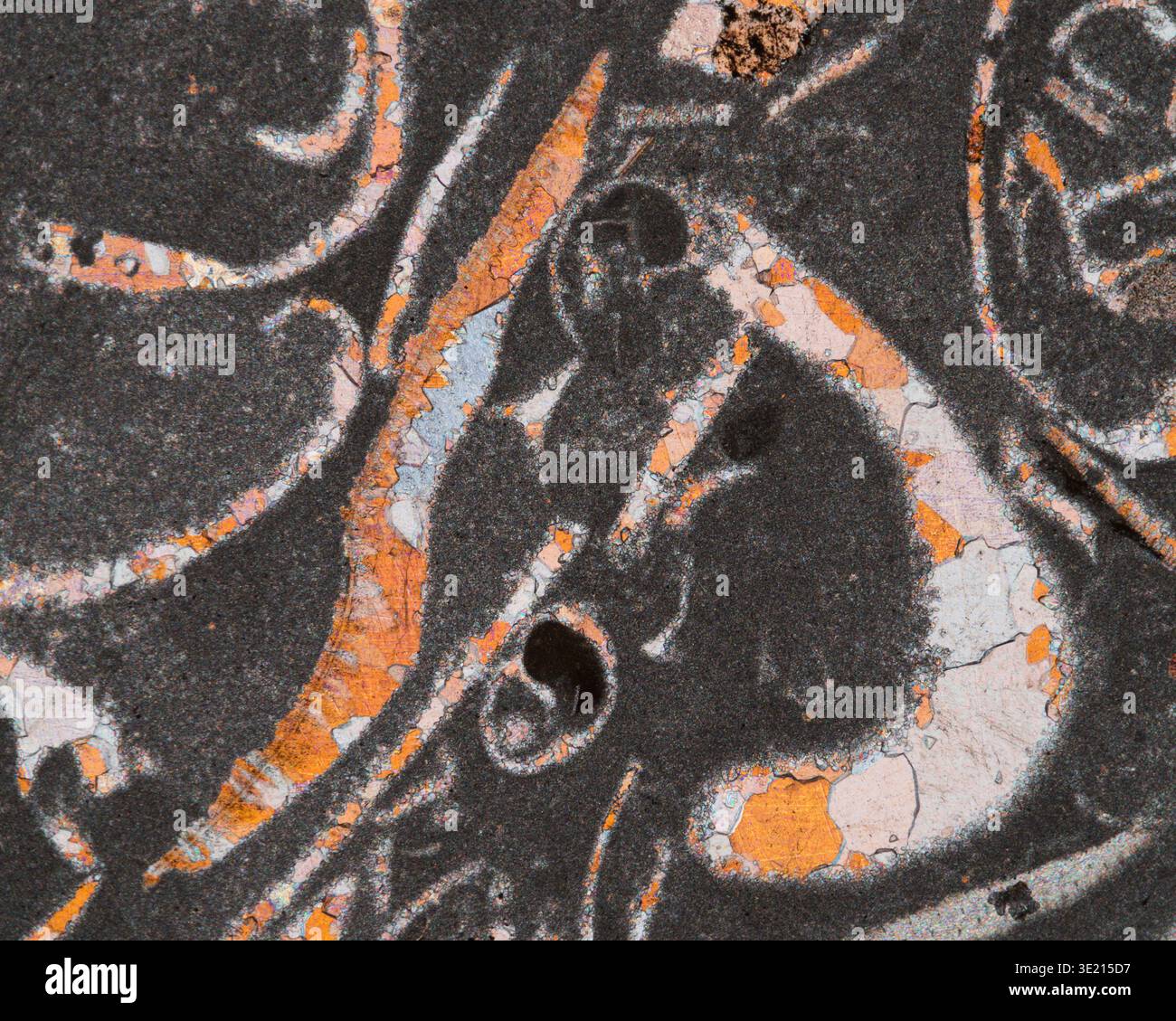 Polarised light micrograph of crinoidal limestone from the Upper Muschelkalk formation, Hornle, Mottlingen, Germany. This rock was formed about 235 million years ago. It is named for the crinoid fossil remains found in it. Other fossils found in this rock include molluscs, mussels, brachiopods and snails. Magnification: x60 when printed at 15 centimetres wide. Stock Photo