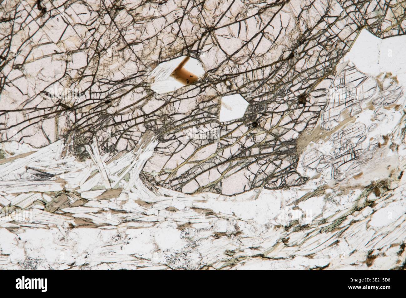 Light micrograph of migmatite from Kesselalm, Proveis, South Tyrol, Italy. Migmatite is a highly metamorphic rock found in the Eastern Alps. It was formed from sedimentary rock such as shale or greywacke that experienced such high temperatures and pressures that its feldspar and quartz components partially melted. This metamorphosis took place 335-385 million years ago. Migmatite is composed of quartz, feldspar, garnet, kyanite, biotite, and light mica (muscovite). Magnification: x60 when printed at 15 centimetres wide. Stock Photo