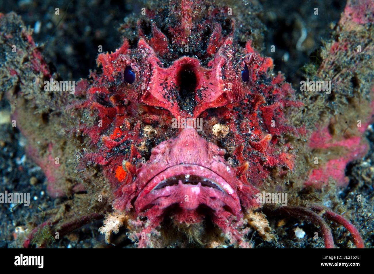 Spiny devilfish (Inimicus didactylus). Face on red phase. Photographed ...
