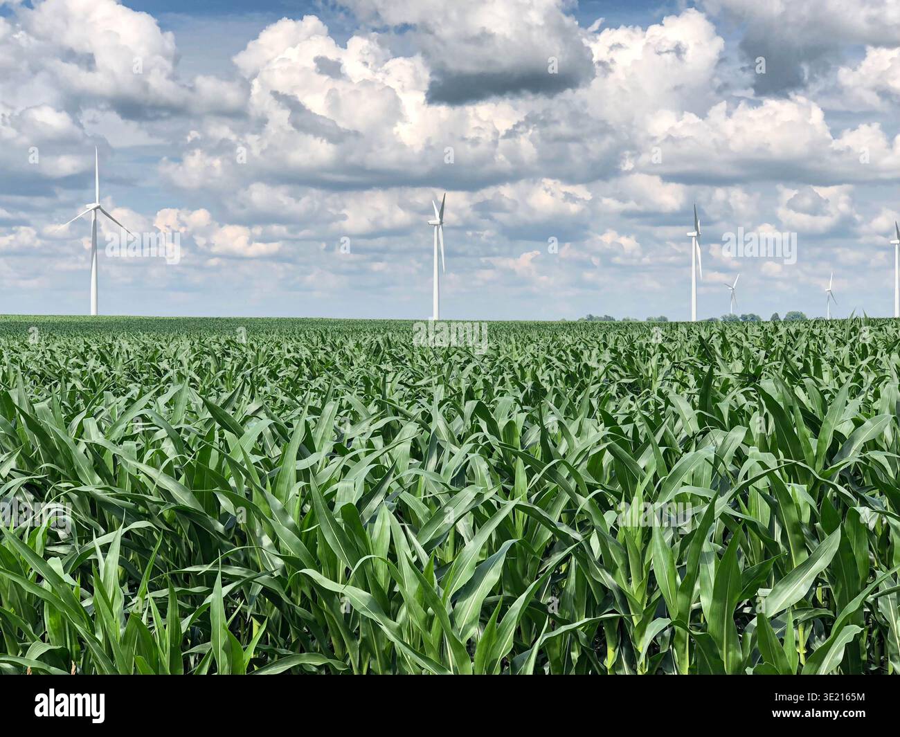 Green Cornfield with Wind Turbines Under Dramatic Cloudy Sky - Smartphone Captured Stock Image