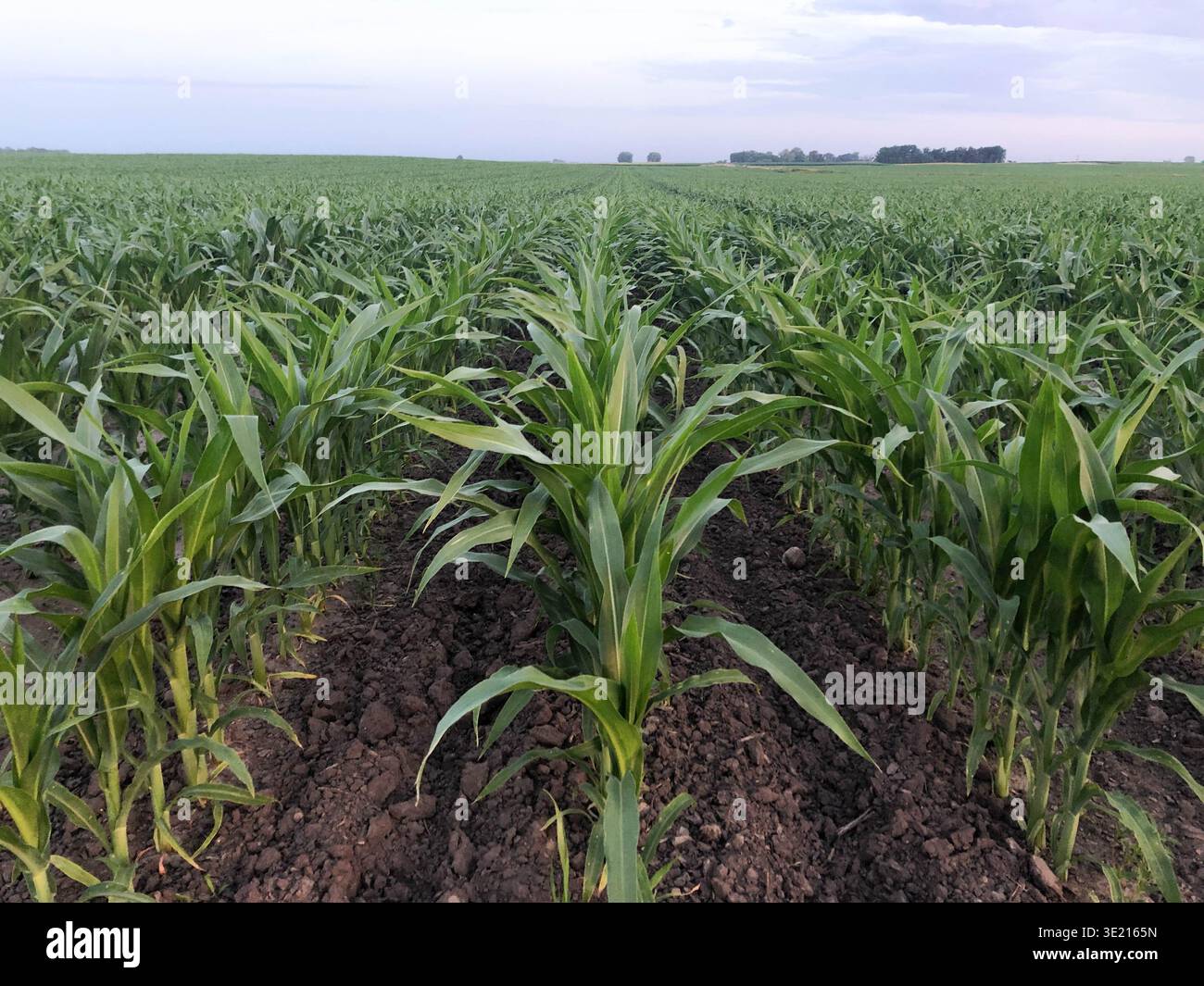 Young Corn Plants Growing in Rows Across Midwestern Farm Field - Smartphone Captured Stock Image