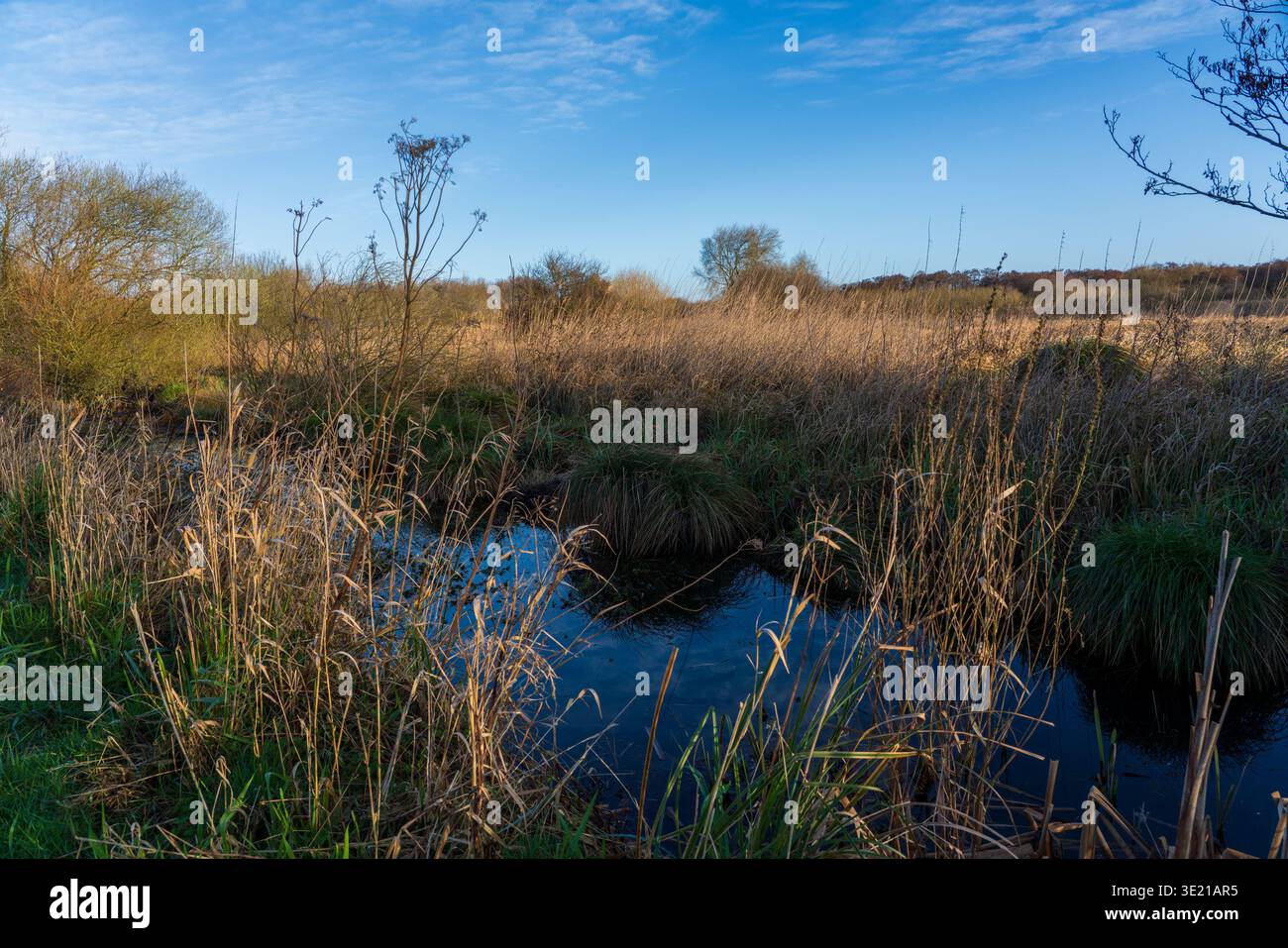 Surlingham Church Marsh Stock Photo