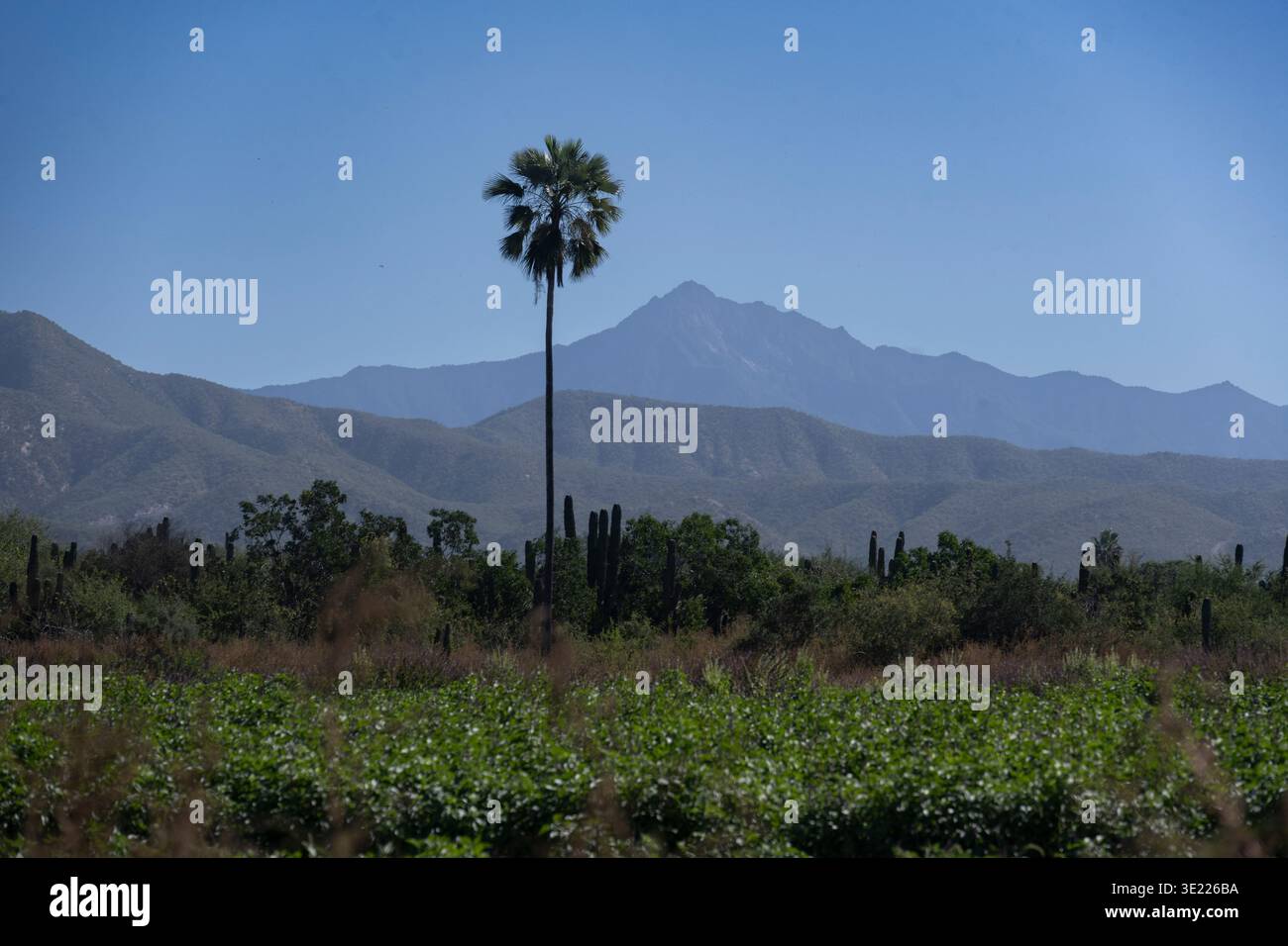 A solitary palm tree stands in front of a mountain under a clear blue ...