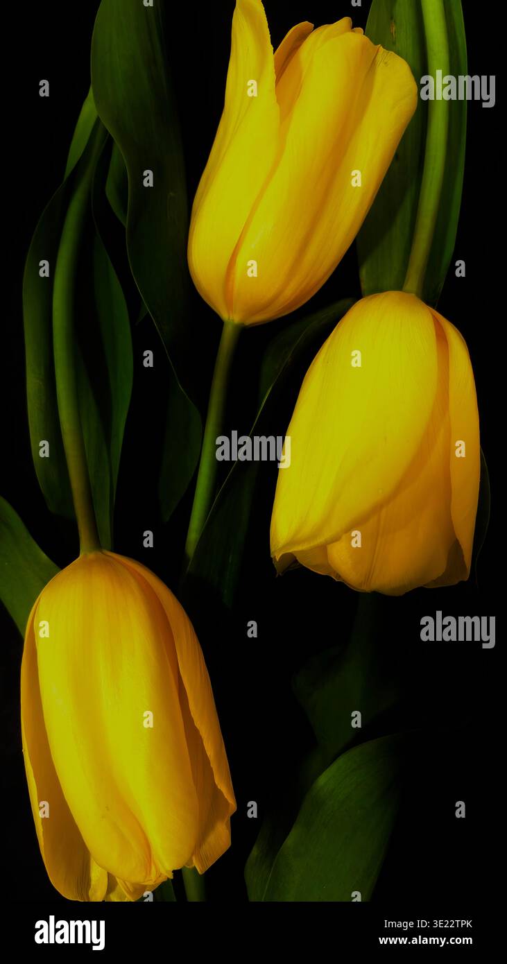 Yellow Tulips on Dark Background Elegant Spring Flowers Close Up Botanical Floral Detail, Elegant yellow tulips on dark background in soft light Close - Smartphone Captured Stock Image