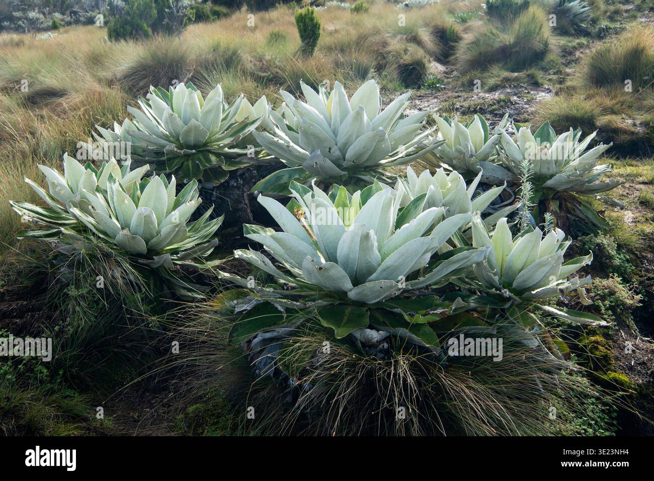 Mount kenya hi-res stock photography and images - Alamy