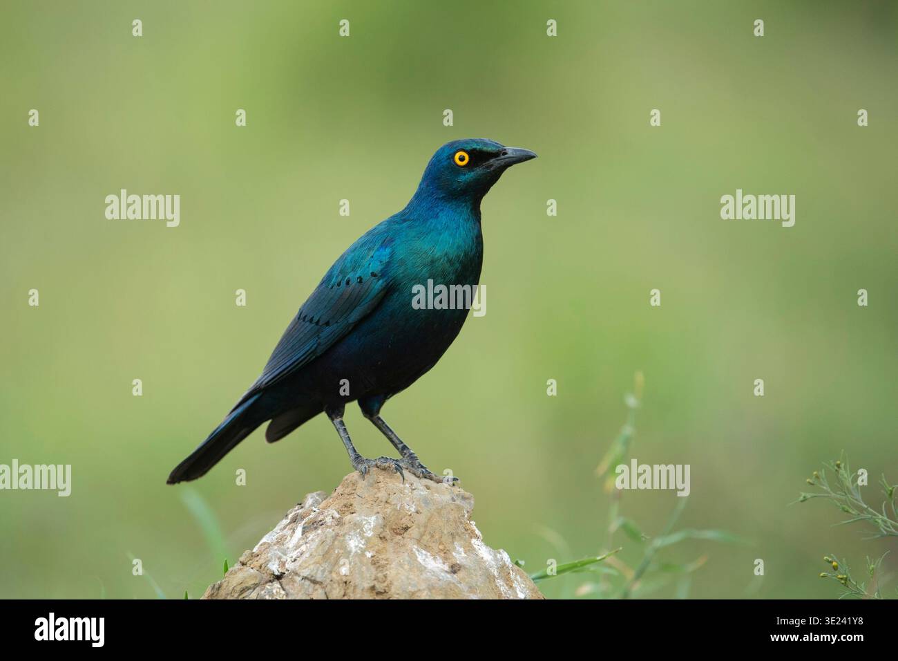 Greater blue-eared starling, Lamprotornis chalybaeus, Lake Nakuru National Park, Kenya Stock Photo