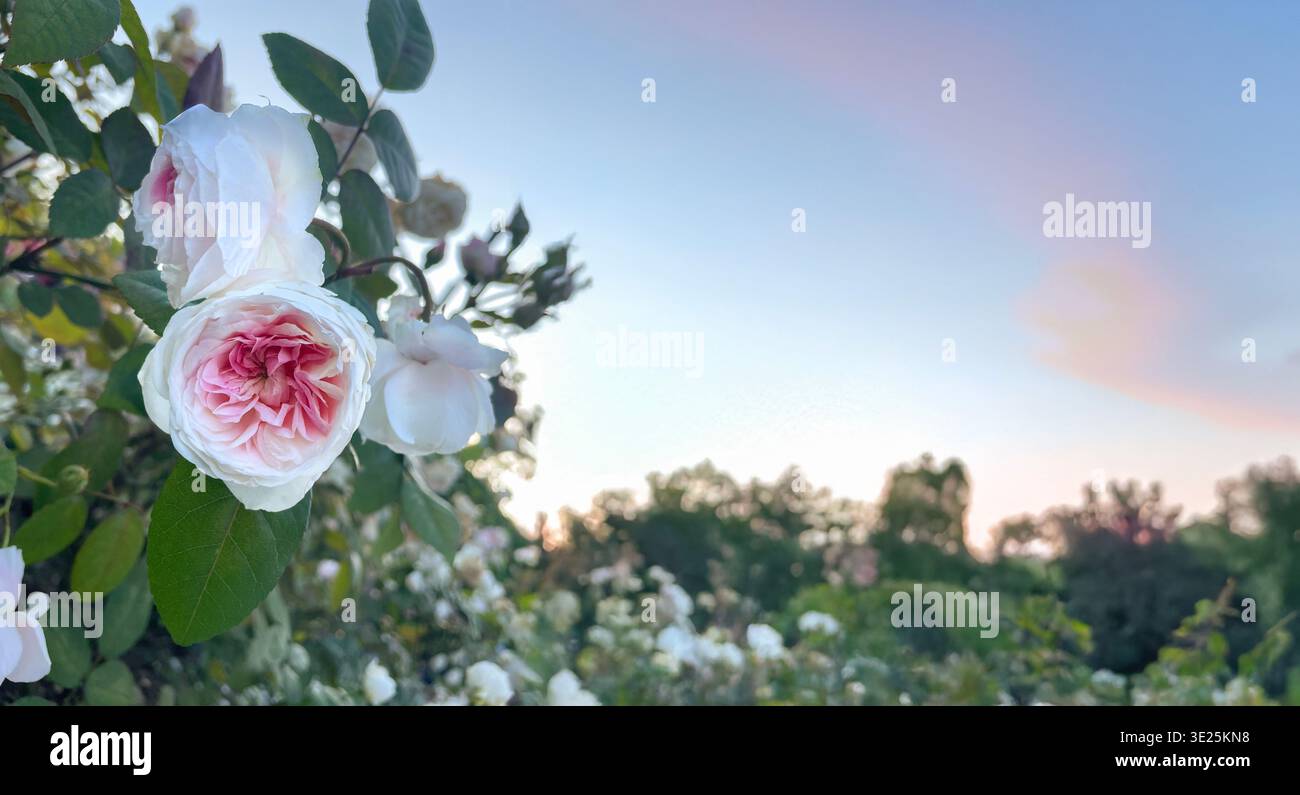 Close-up of pink and white English garden roses blooming in a bush at sunset, with a blurred park background and copy space on right. - Smartphone Captured Stock Image