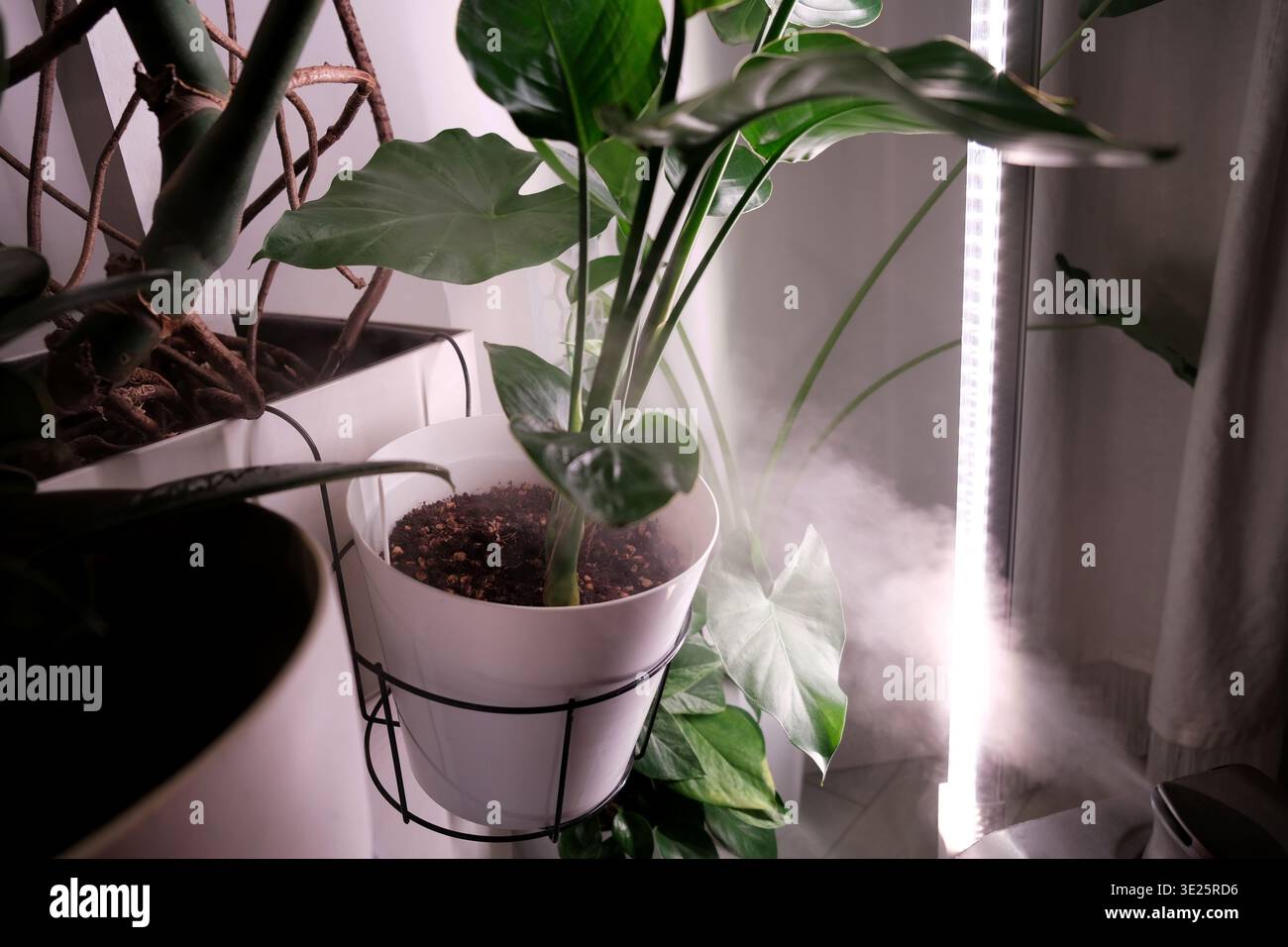 Misting houseplant hi-res stock photography and images - Alamy