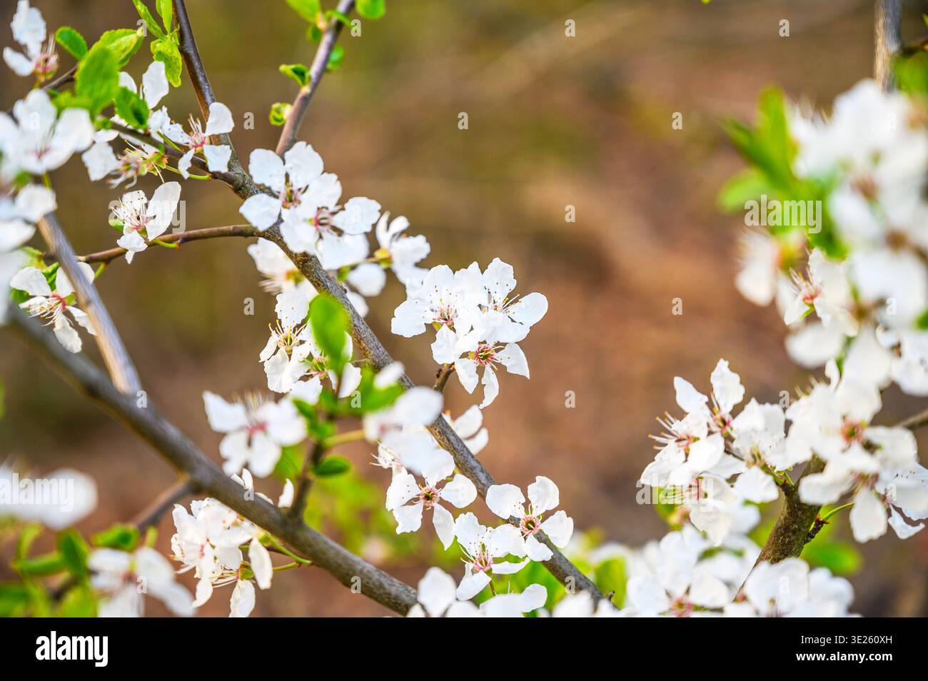 Delicate white cherry blossoms bloom on a tree branch in soft spring sunlight Stock Photo