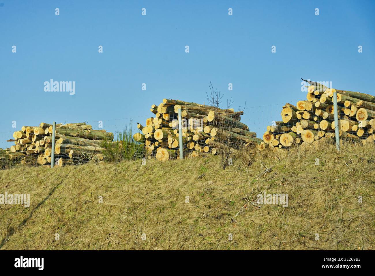 Logging Tree Grids Piles of cut tree logs stacked behind wire fence on a grassy hill with ...