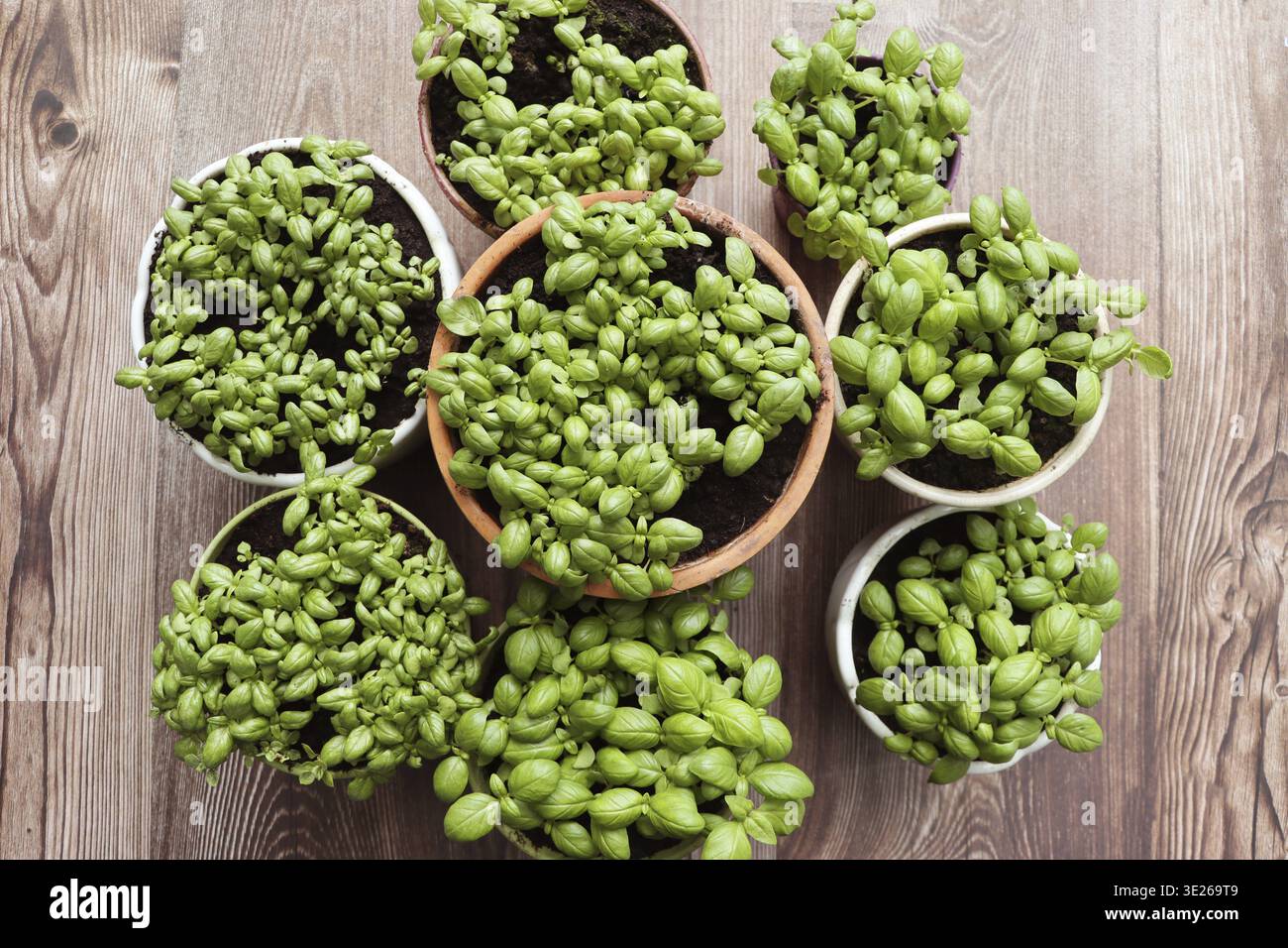 Young basil sprouts growing in pots Top view Stock Photo