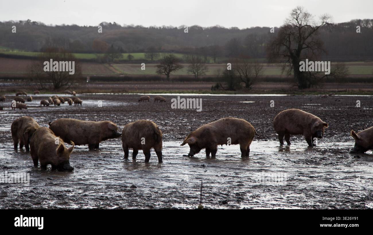 Pigs freely grazing and rooting in a muddy field in Berkshire, England on a cloudy day Stock Photo