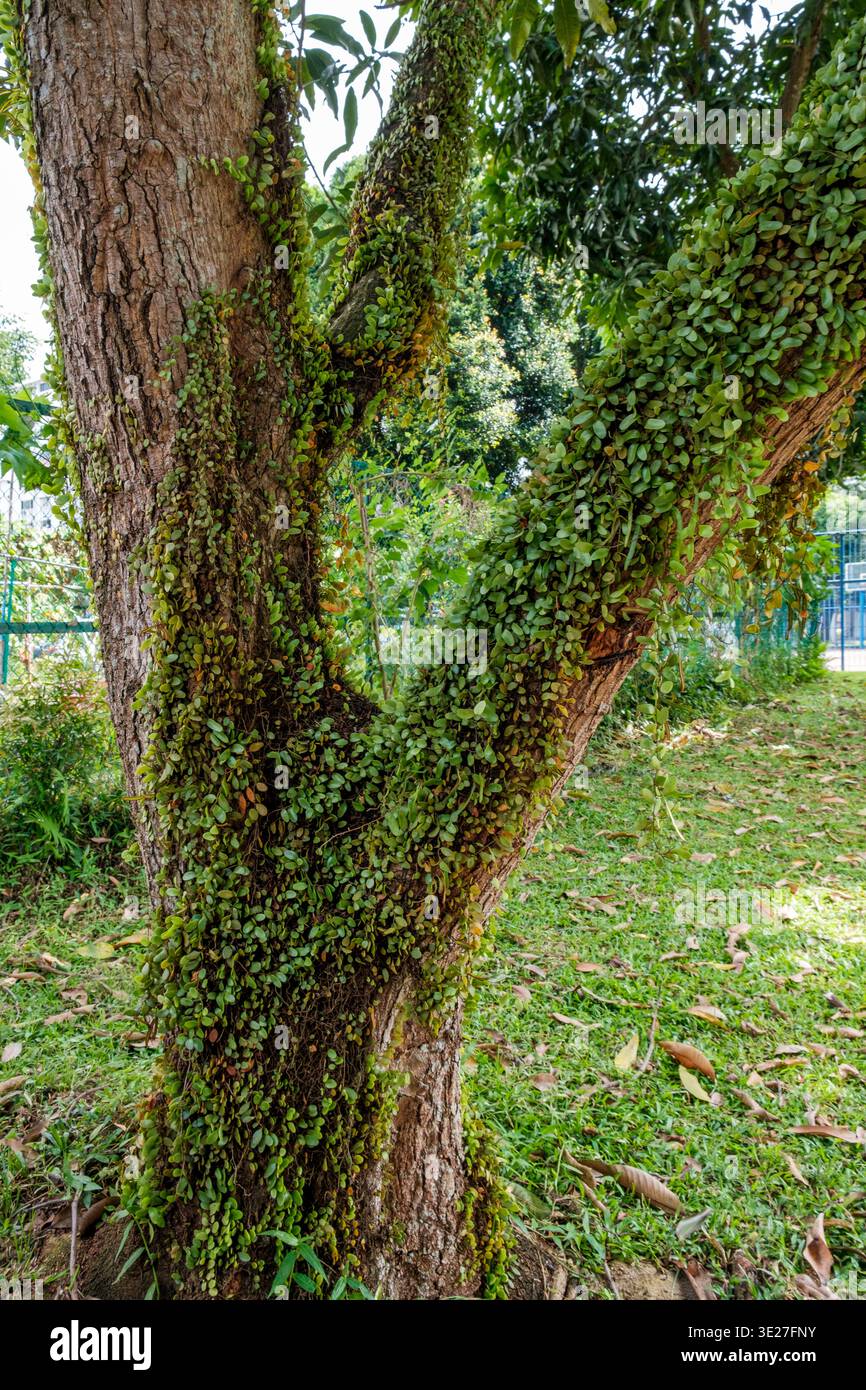 Green Leaves Growing on Tree Stock Photo