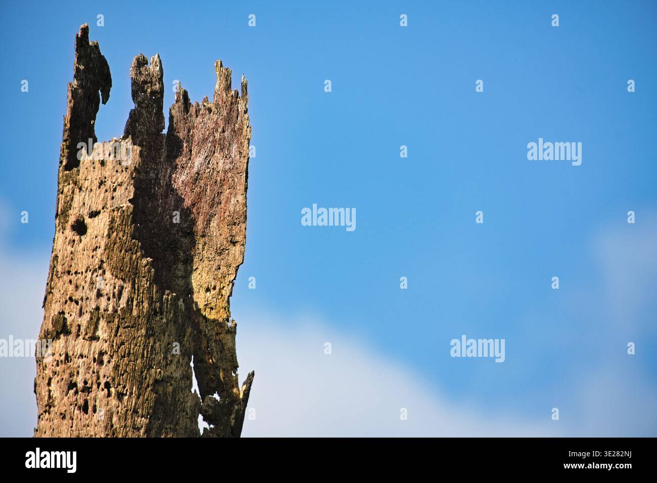 Weathered dead coconut tree trunk against a clear blue sky. Stock Photo