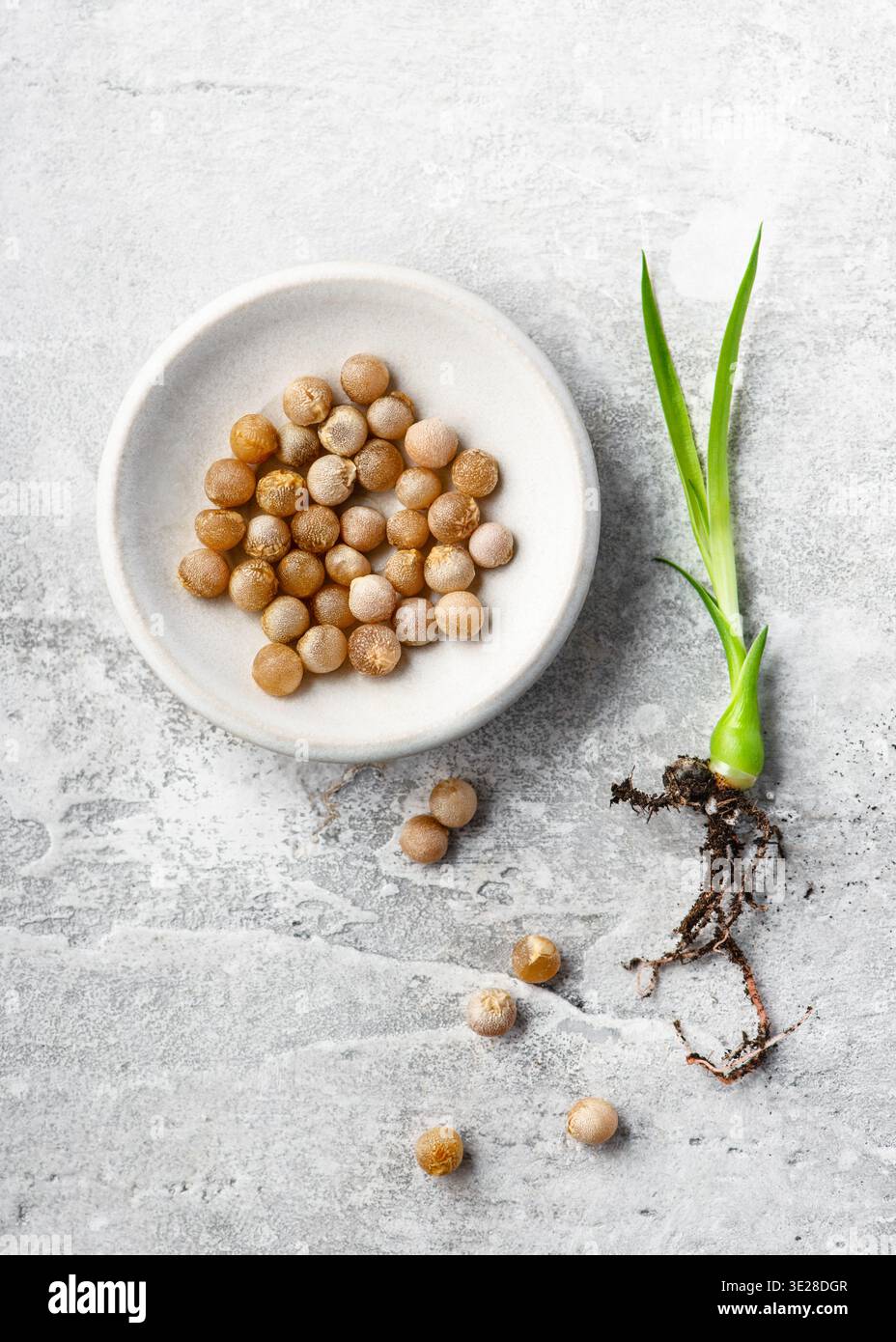 Germination cycle hi-res stock photography and images - Alamy