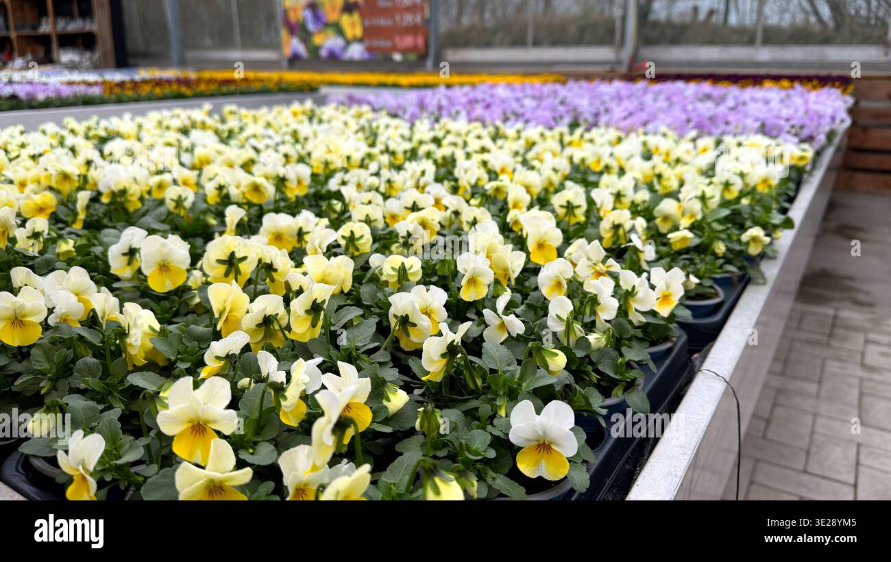 Pansy Display Colorful display of yellow and white pansy flowers in pots arranged on ...