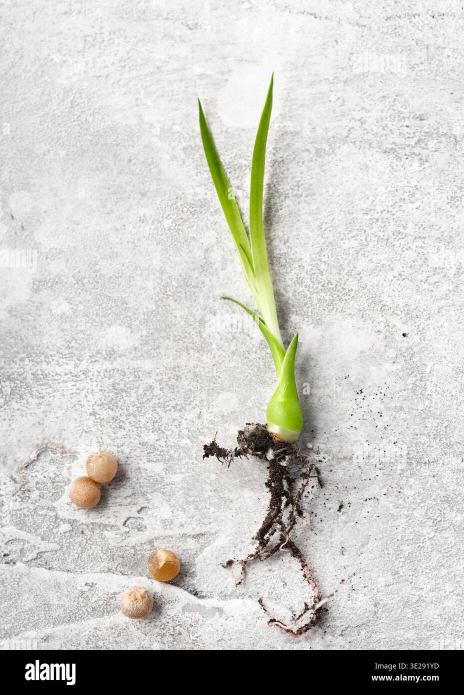 Top view of Canary Islands Dragon Tree (dracaena draco) seedling with ...
