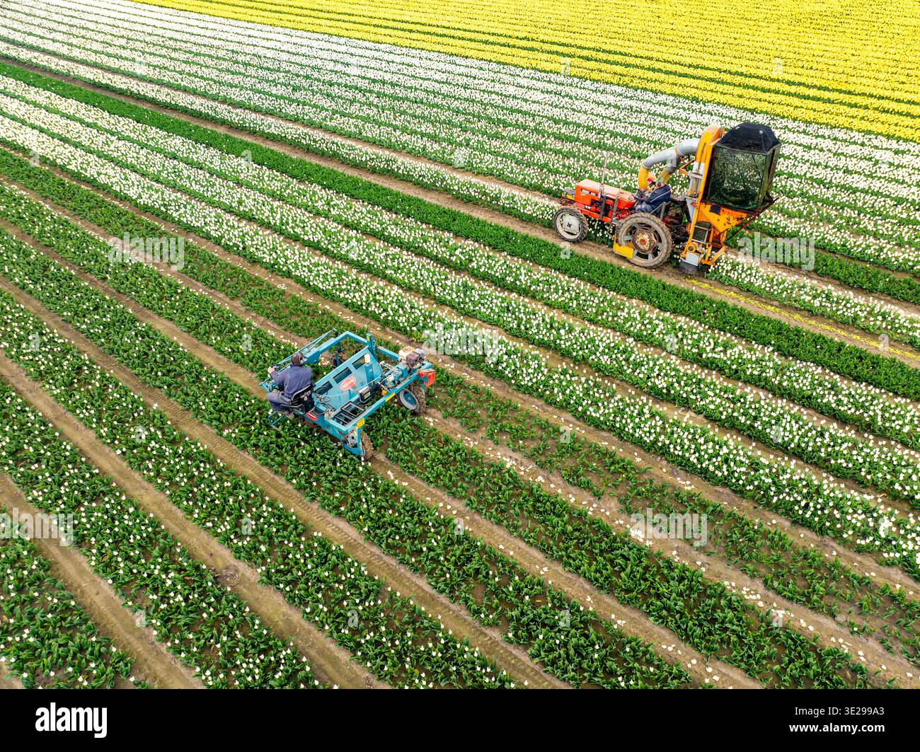 Aerial view of flower harvesting equipment moving through vibrant ...