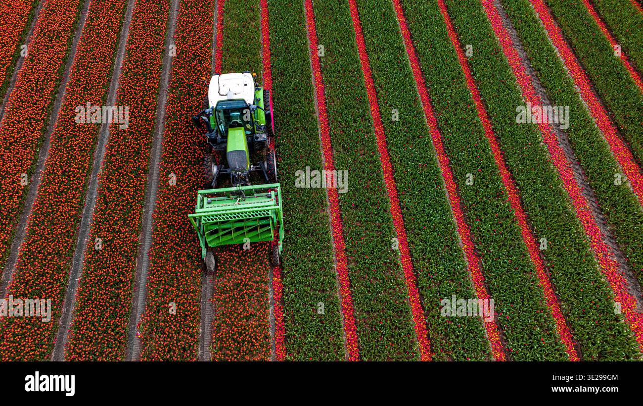 Vibrant green tractor pattern hi-res stock photography and images - Alamy