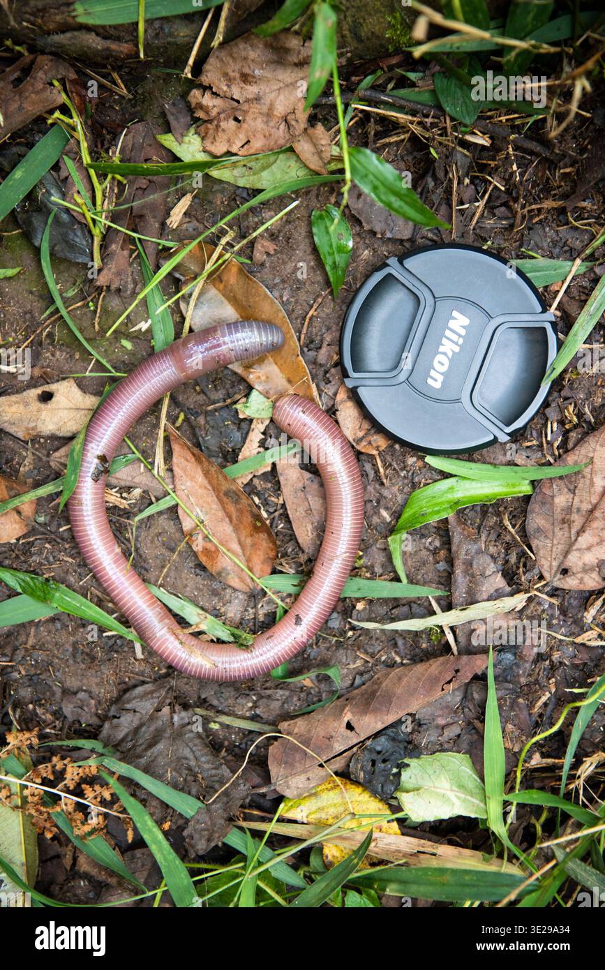 Giant earth worm hi-res stock photography and images - Alamy