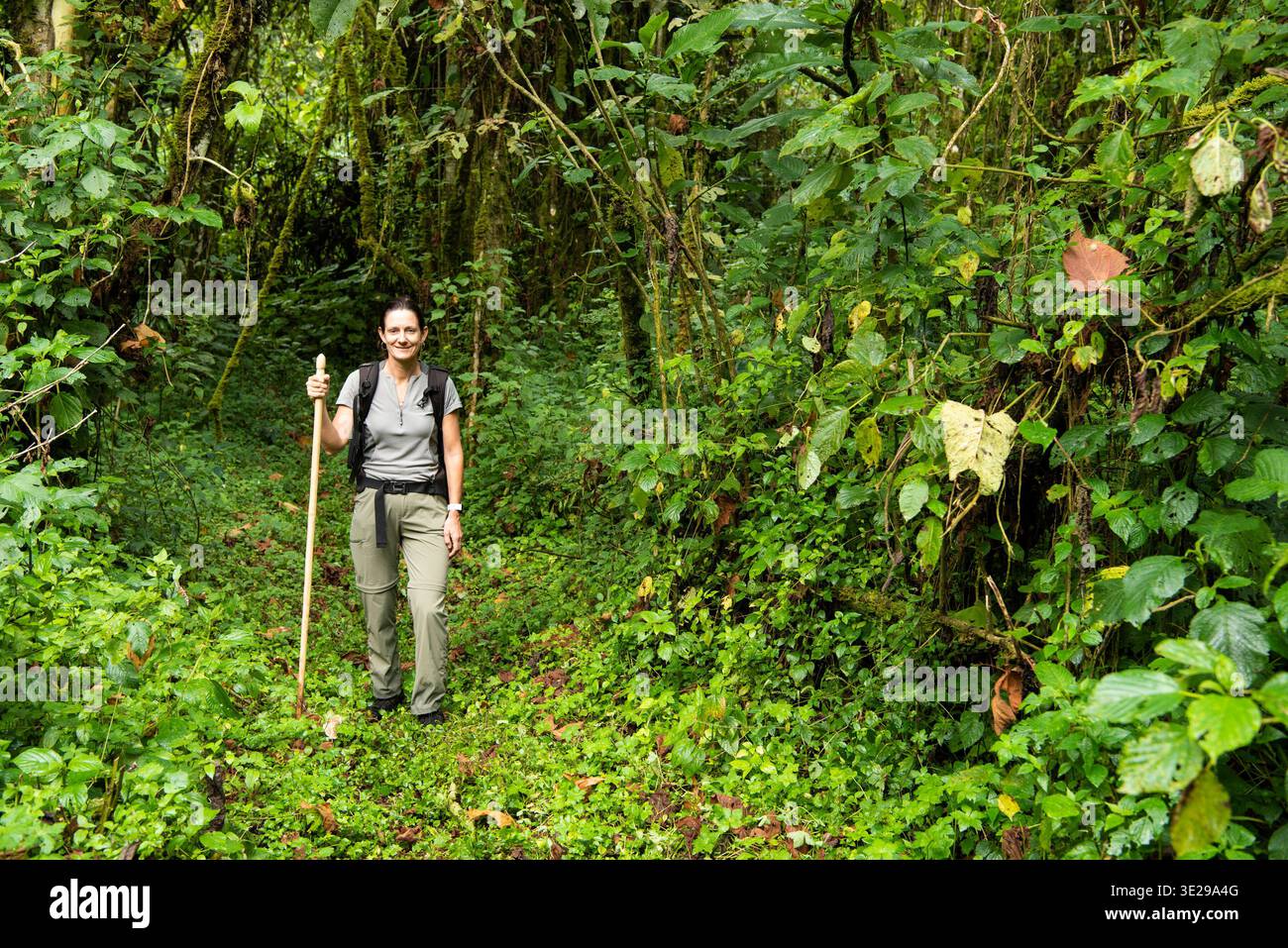 Tourist hiking in rainforest, Gishwati-Mukura National Park, Rwanda Stock Photo