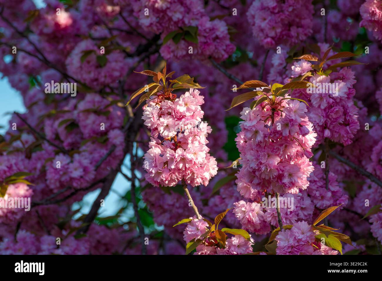 closeup of a cherry blossom branch in morning light. beautiful uzhhorod urban environment in spring bloom. japanese sakura oriental wallpaper. bright Stock Photo