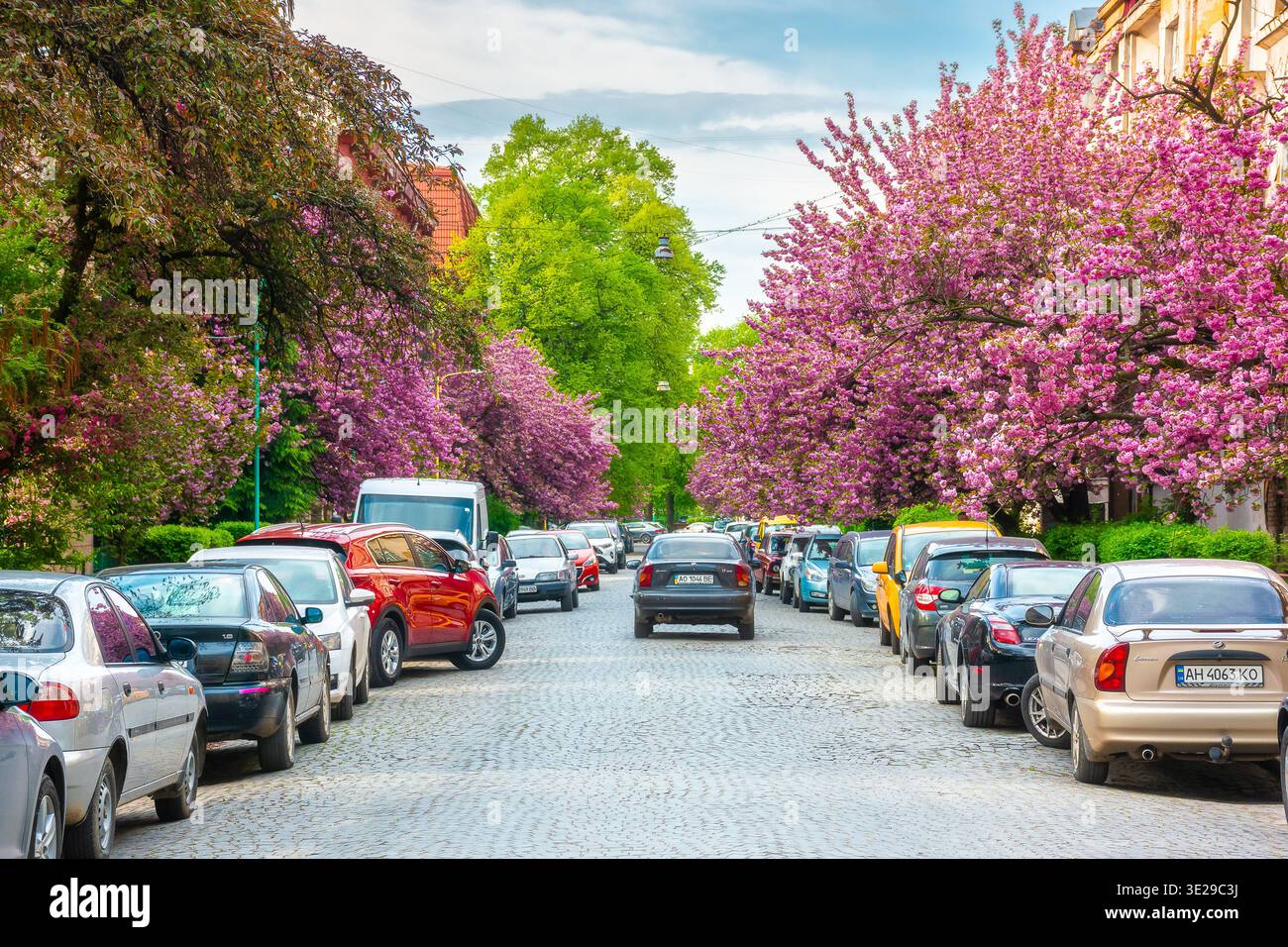 uzhhorod, ukraine - 05 apr, 2021: cherry blossom on the city street. old european downtown scenery with sakura trees a sunny morning. urban wallpaper Stock Photo