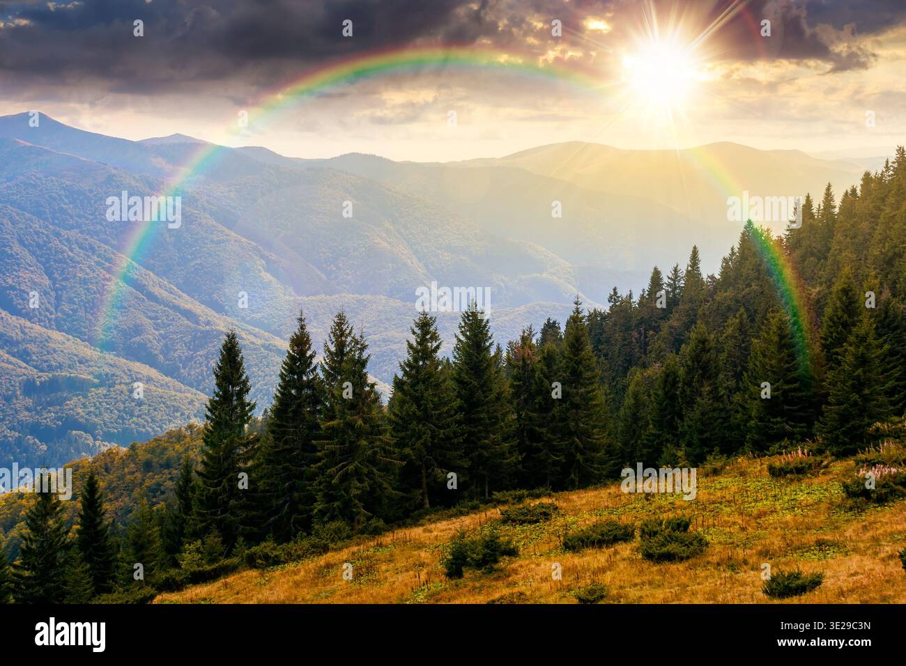 virgin coniferous forest in mountains at sunset. beautiful spruce trees on a steep slopes in weathered grass in autumn in evening light. alpine scener Stock Photo