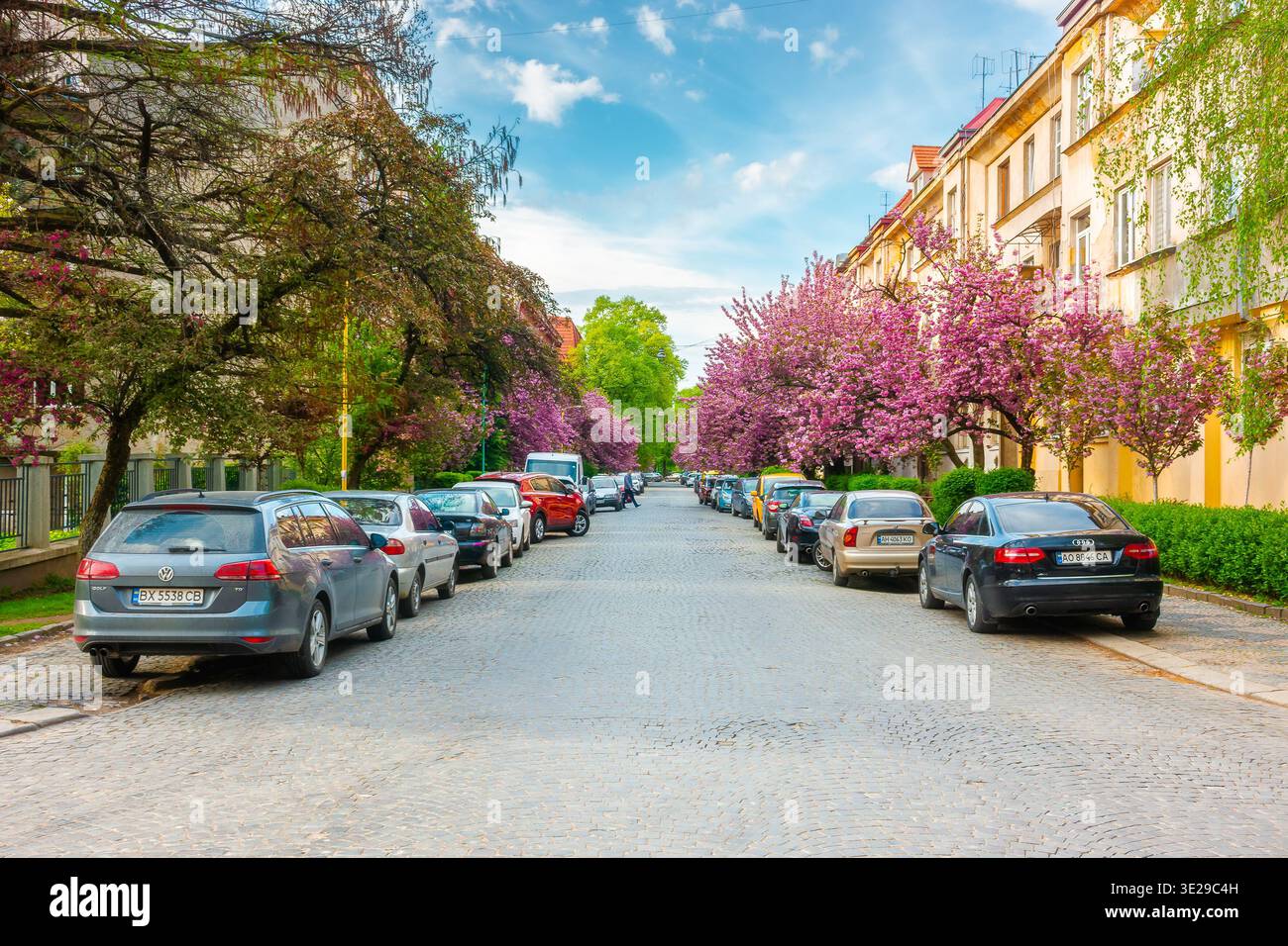 uzhhorod, ukraine - 05 apr, 2021: cherry blossom on the city street. old european downtown scenery with sakura trees a sunny morning. urban wallpaper Stock Photo