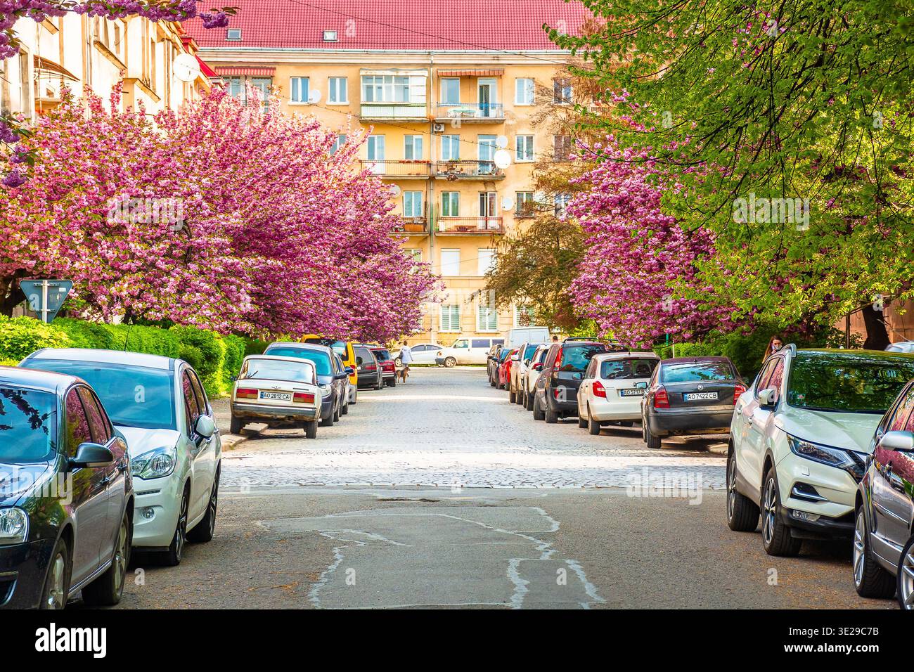 uzhhorod, ukraine - 05 apr, 2021: cherry blossom on the city street. old european downtown scenery with sakura trees a sunny morning. urban wallpaper Stock Photo