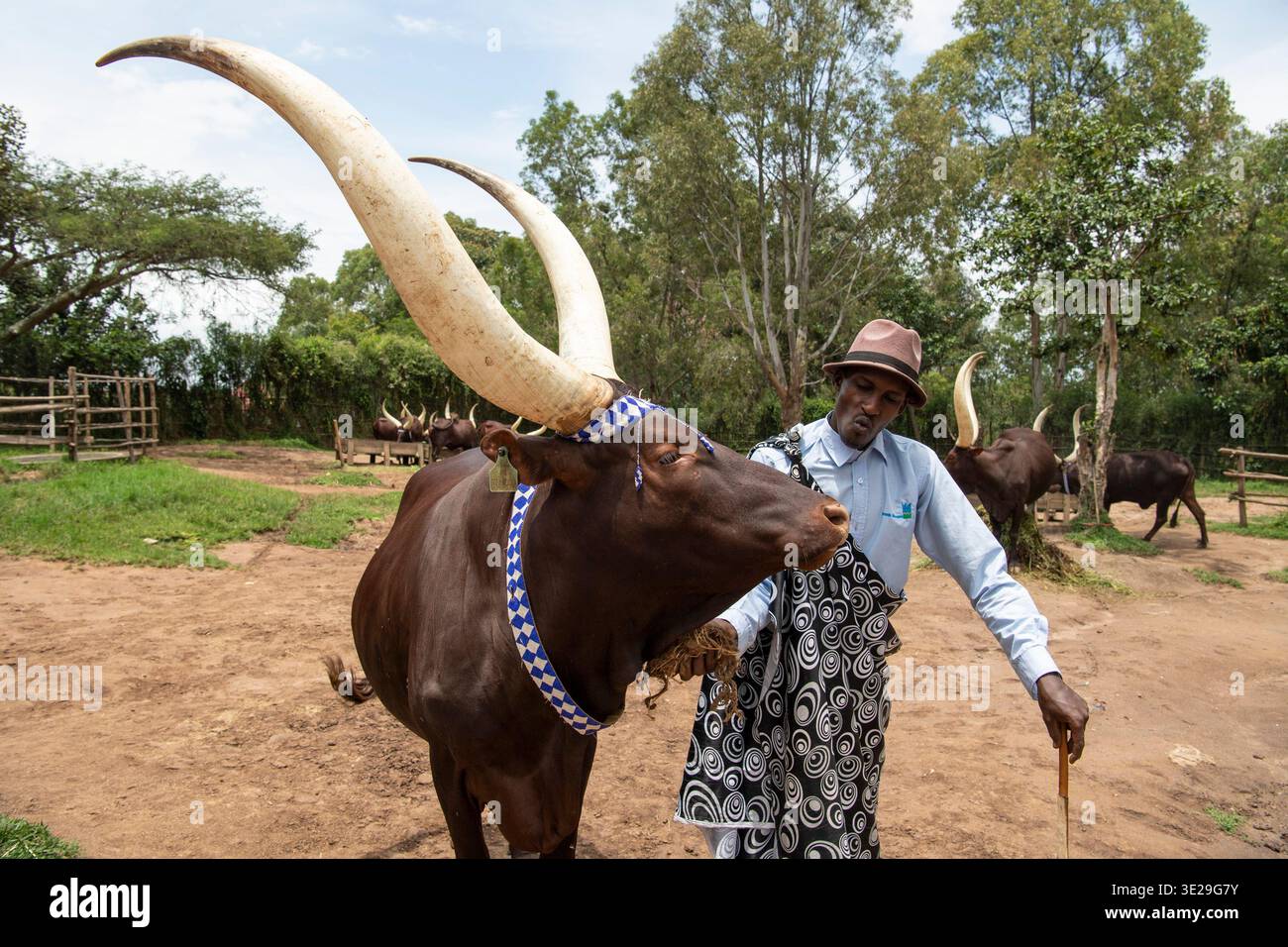 Inyambo cattle, descended from the king’s herd at the King's Palace ...