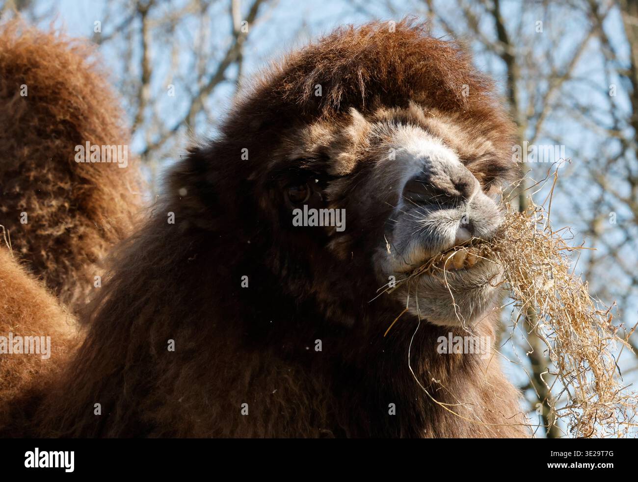 Bactrian camels, characterized by their two humps which store fat for ...