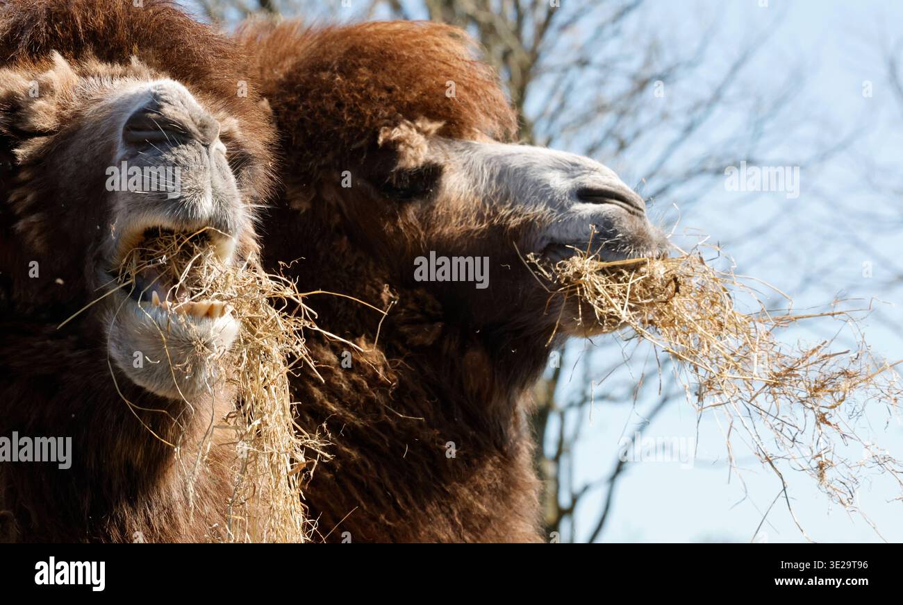 Adapted for cold temperatures hi-res stock photography and images - Alamy