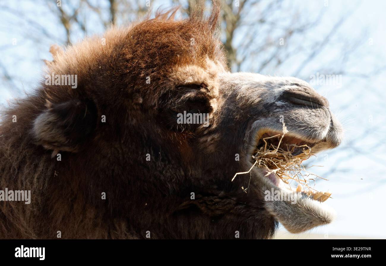 Bactrian camels, characterized by their two humps which store fat for ...