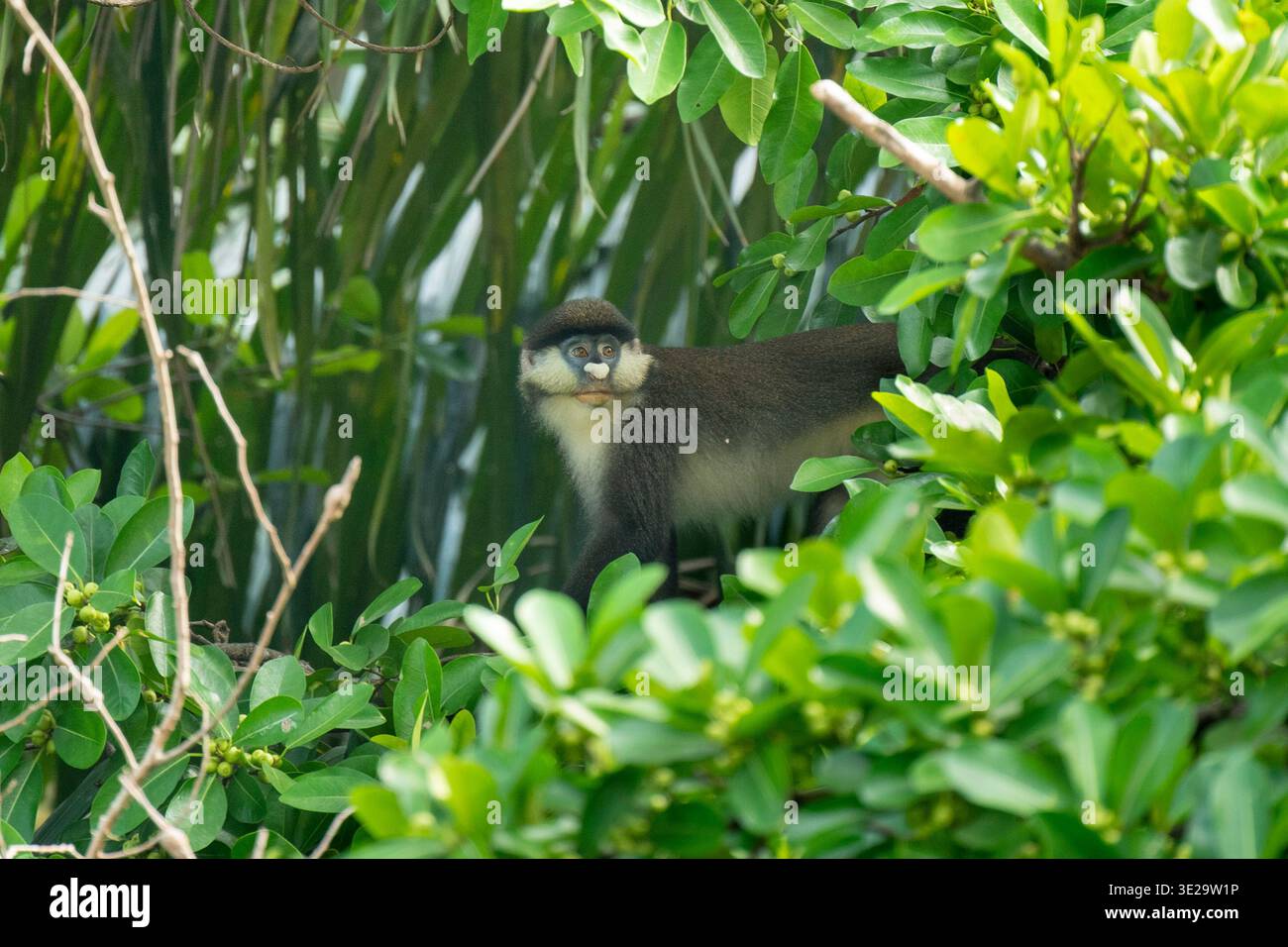 Red-tailed monkey, Cercopithecus ascanius, Mahale Mountains National Park, Tanzania Stock Photo