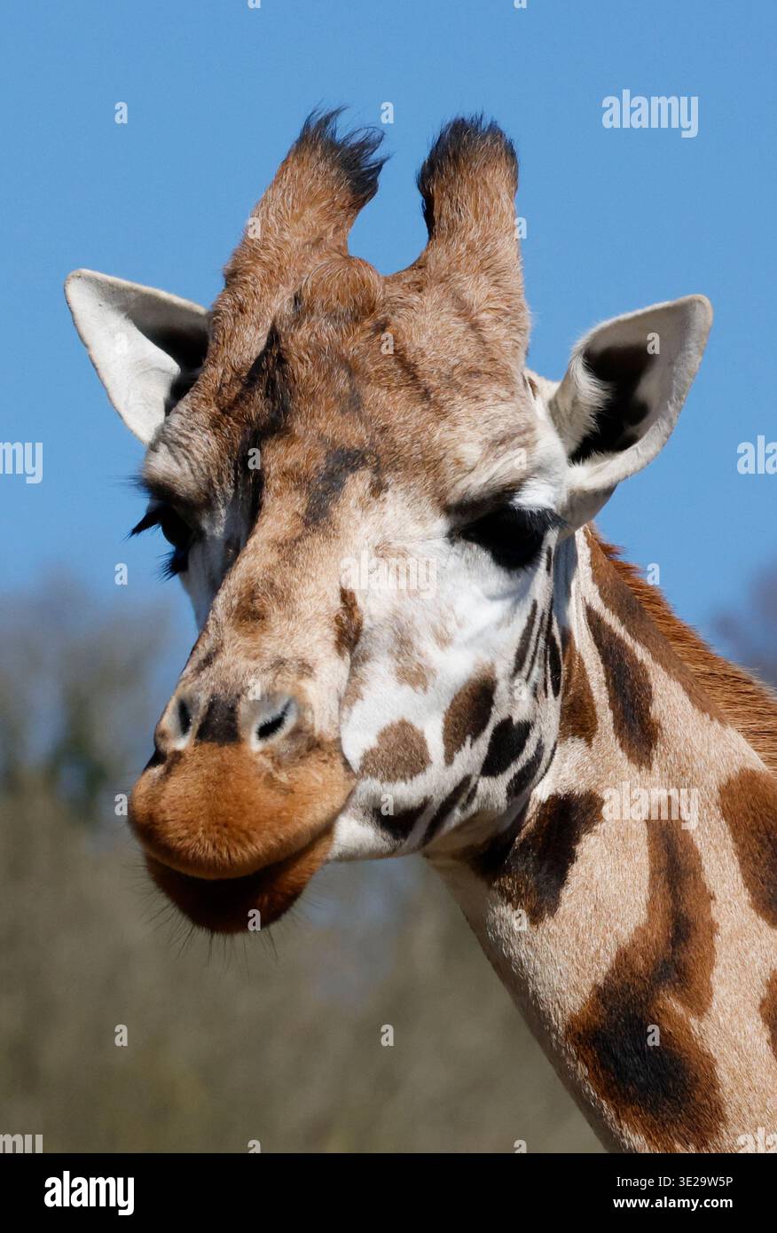 Giraffe anatomy hi-res stock photography and images - Alamy
