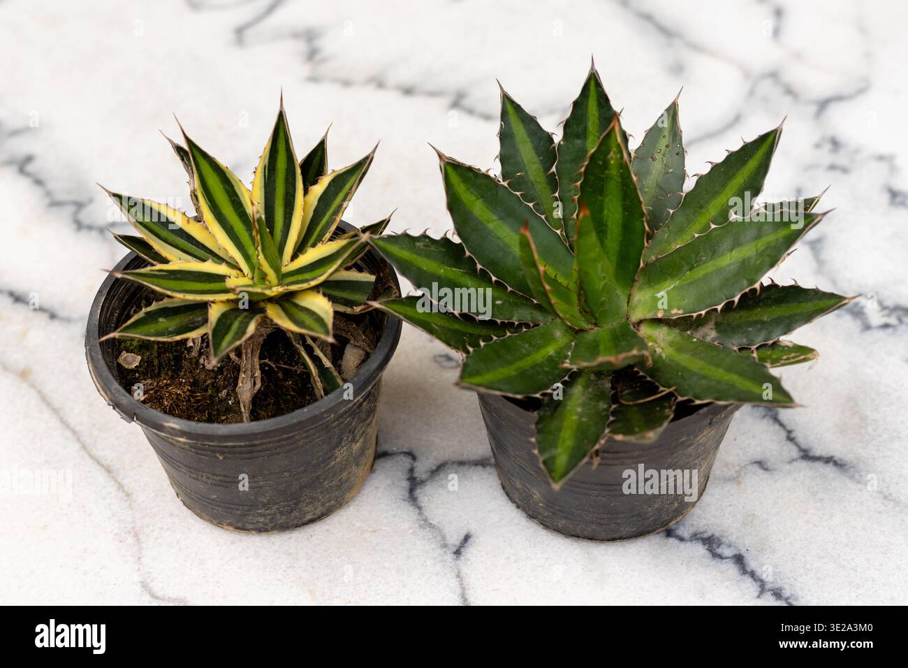 Green Splendida Agave Plant and Variegated Agave lophantha 'Quadricolor  Plant in Black Plastic Pots on Marble Floor Stock Photo - Alamy
